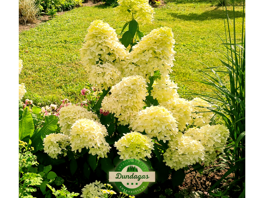 Hydrangea_paniculata_Skyfall.png