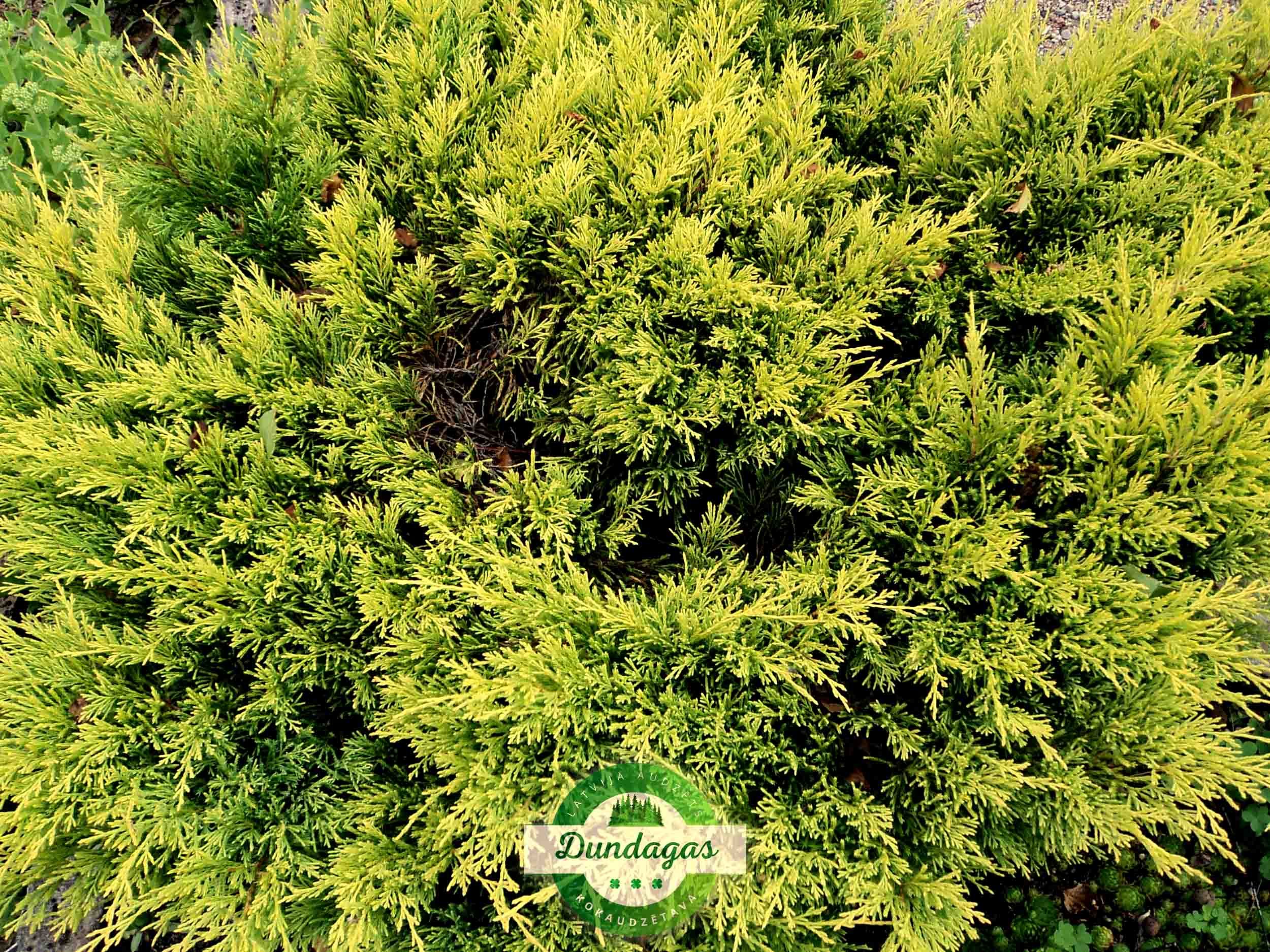Juniperus_horizontalis_Limeglow_1.jpg
