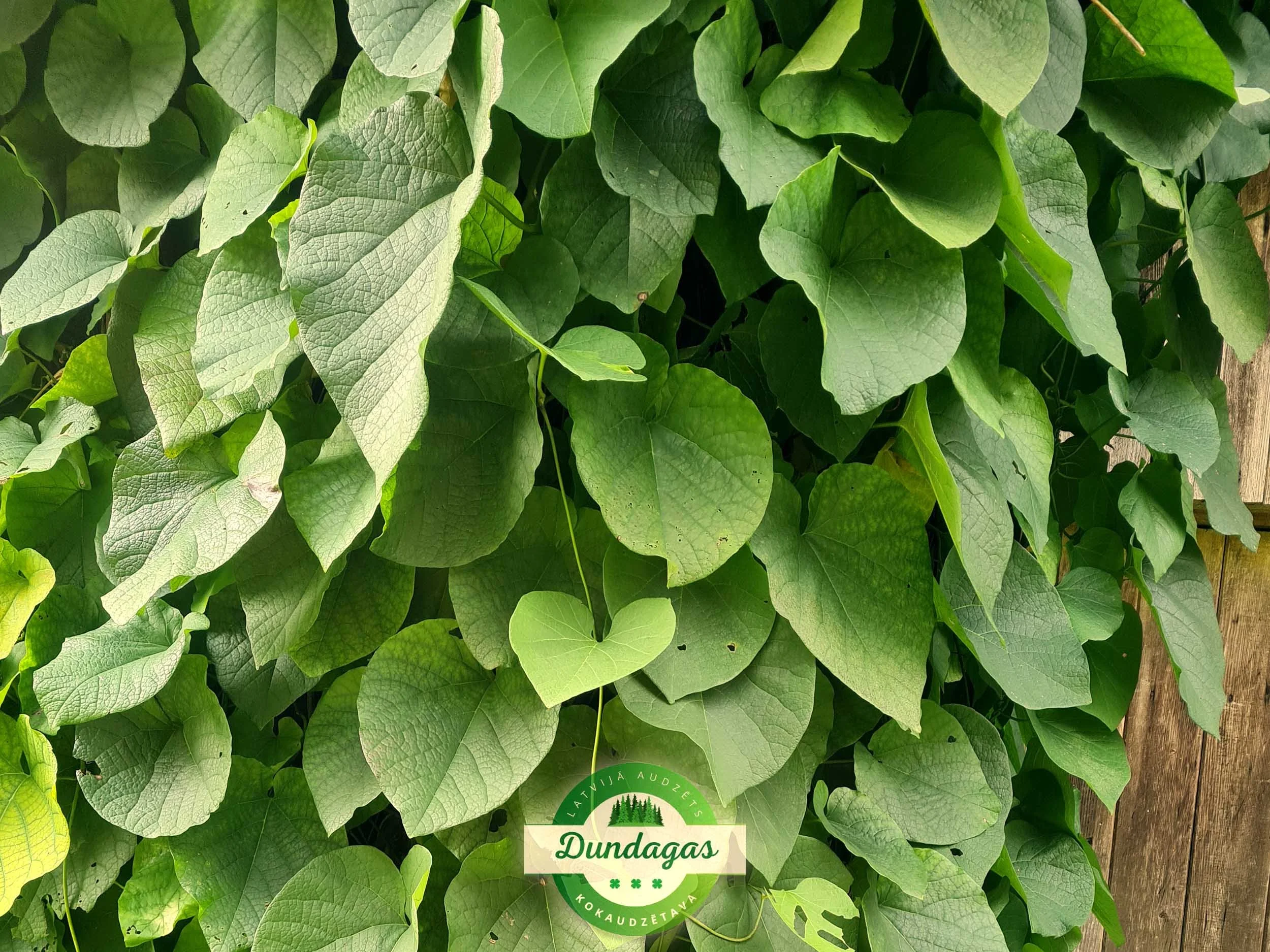 Aristolohia_macrophylla_1.jpg