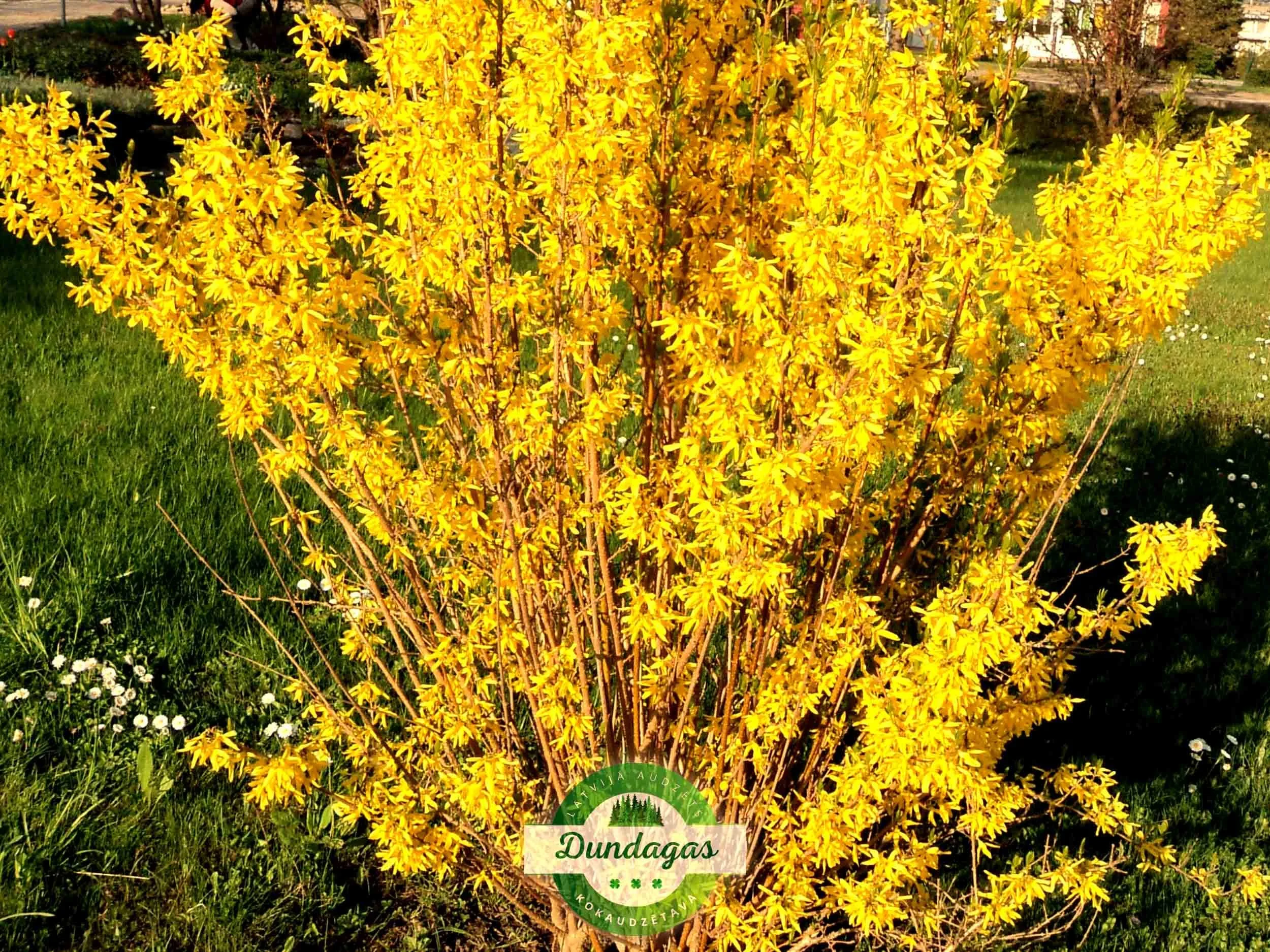 Forsythia_intermedia_1.jpg