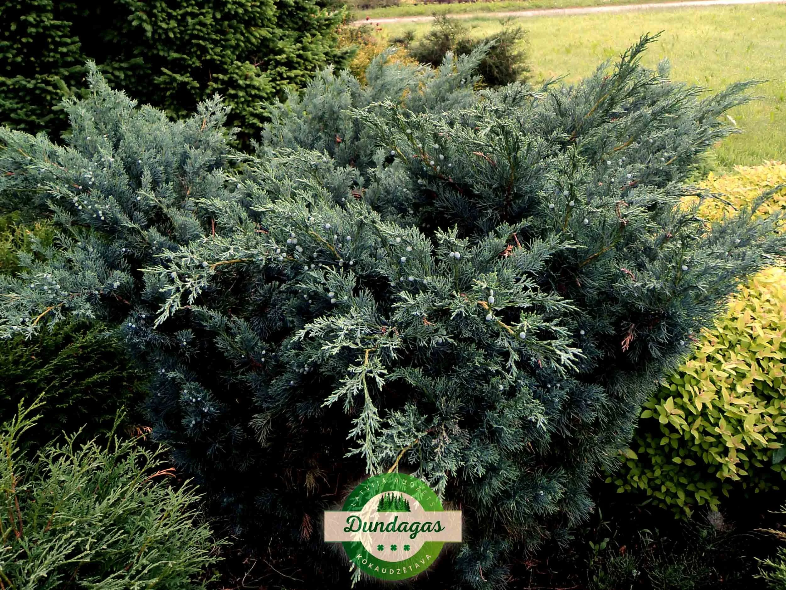 Juniperus_sargentii.jpg
