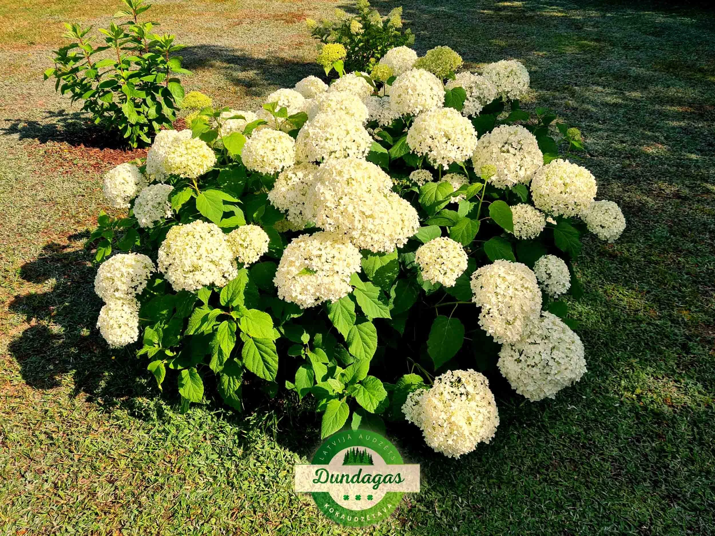 Hydrangea_arborescens_Anabella_1.jpg