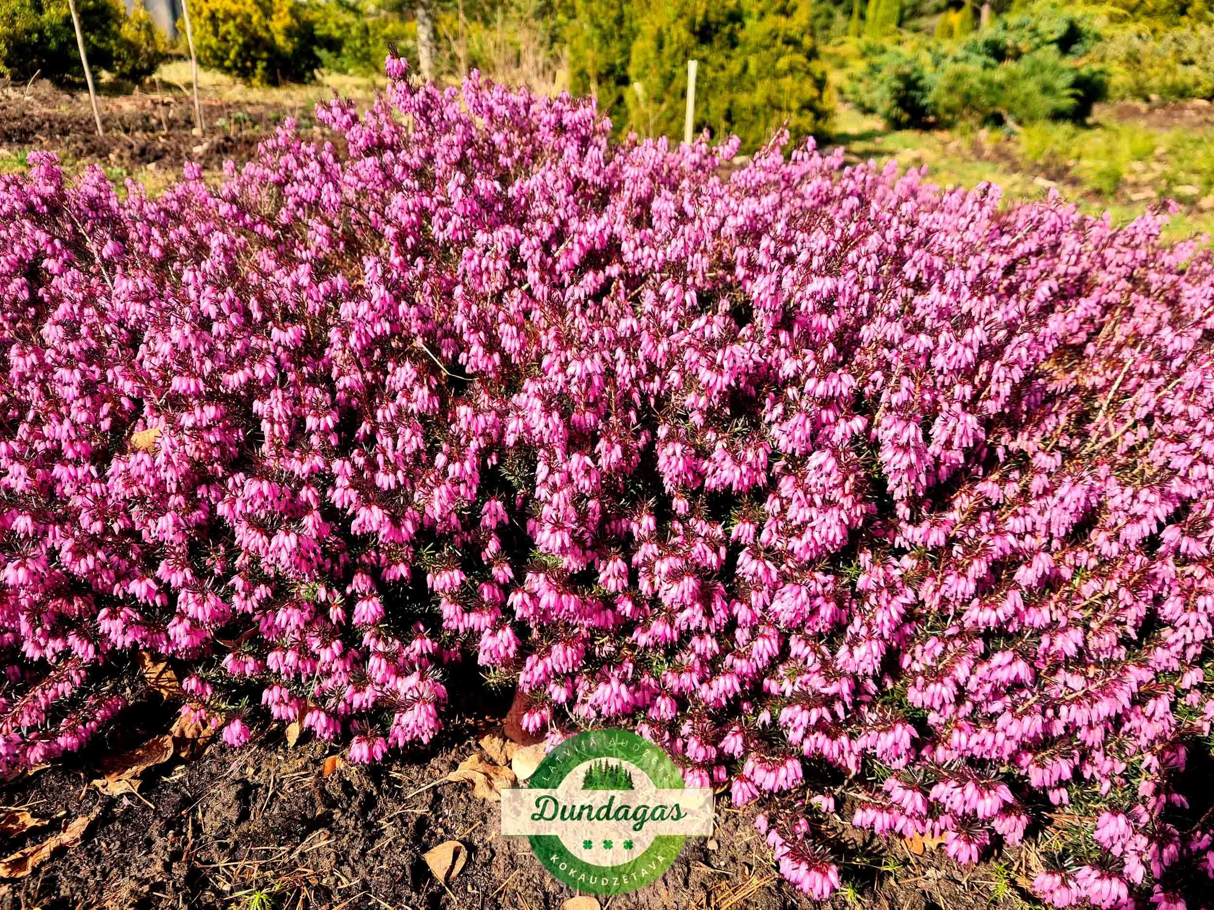 Erica_carnea_1.jpg