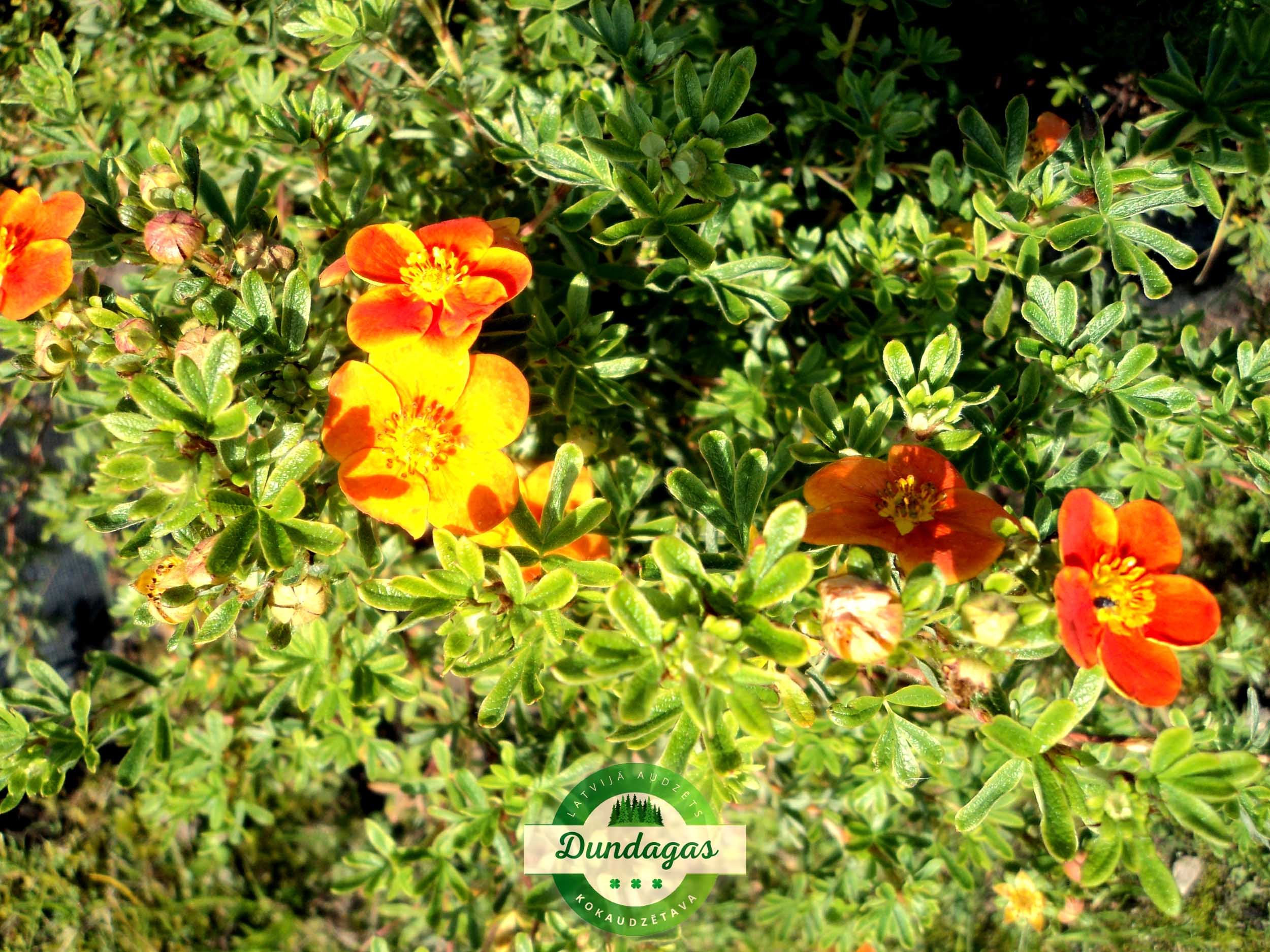 Potentilla_fruticosa_hopleys_orange.jpg