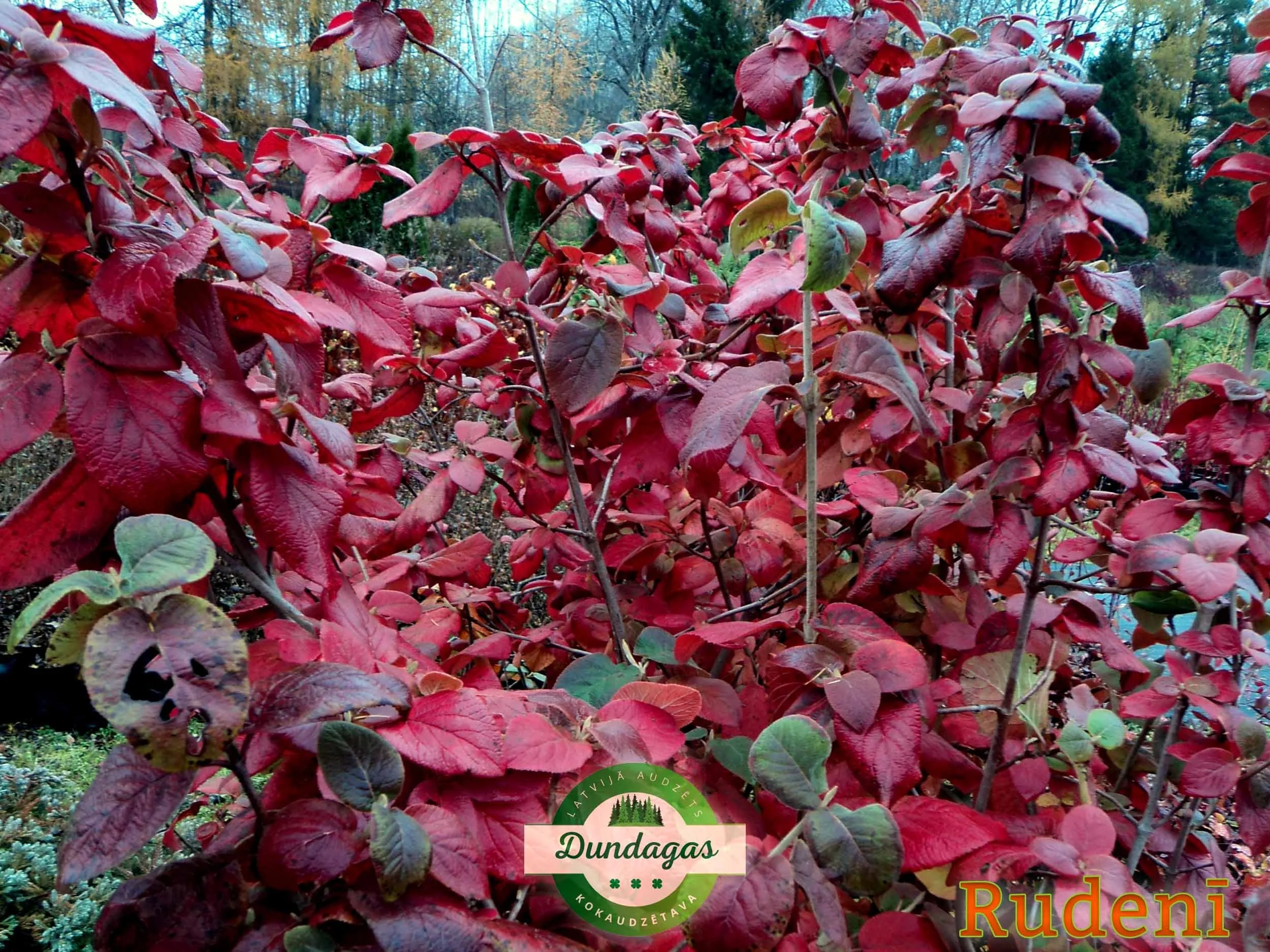Viburnum_lantana_rudeni_2.jpg