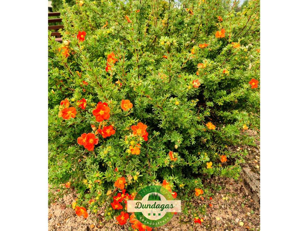 Potentilla_fruticosa_Red_Ace_2.png