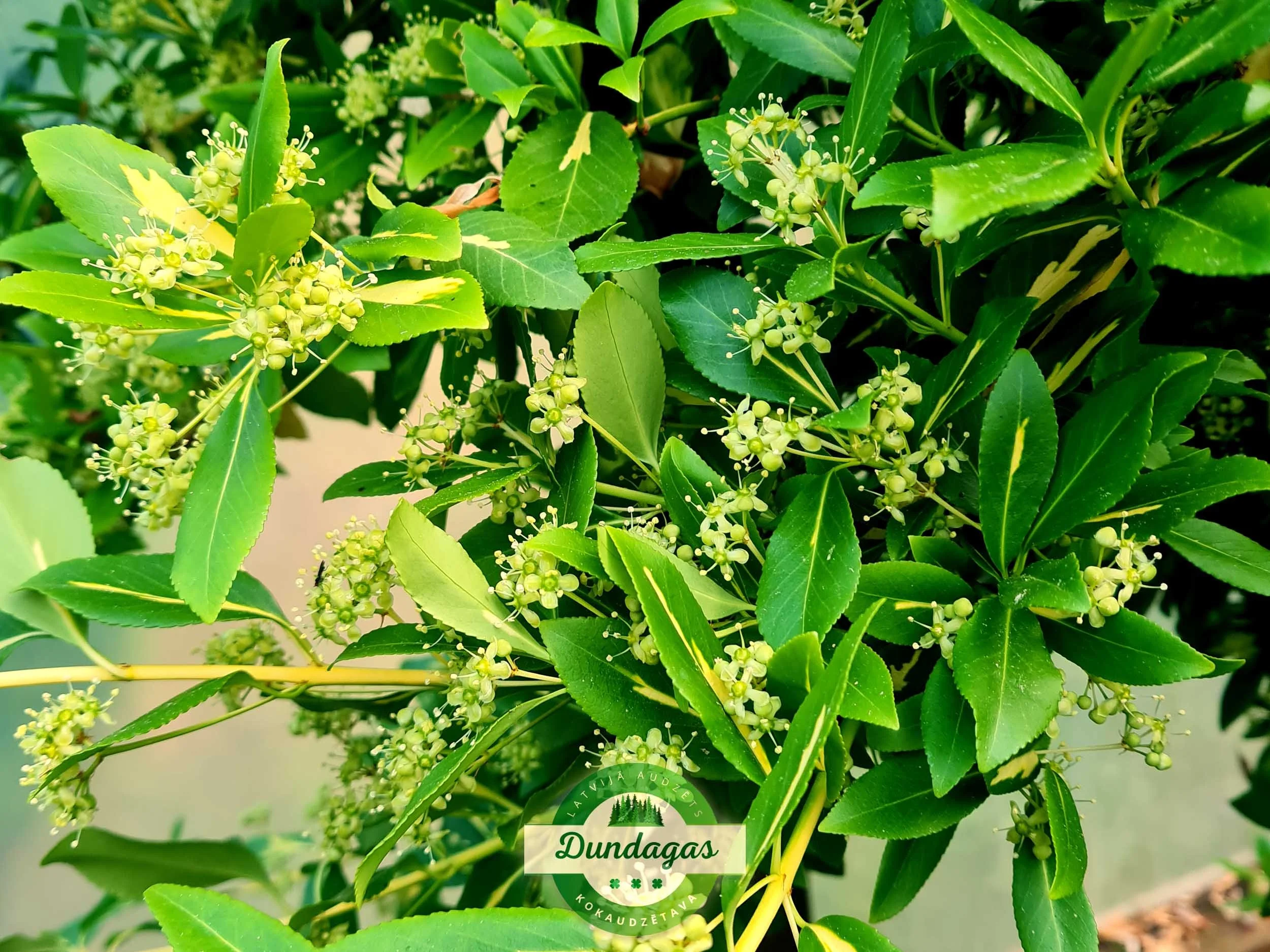 Euonymus_fortunei_Sunspot_2.jpg