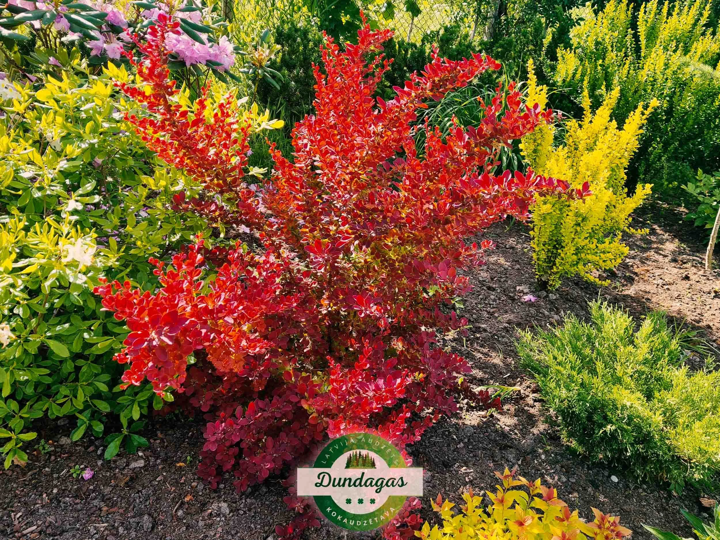 Berberis_thunbergii_Orange_Rocket_2.jpg