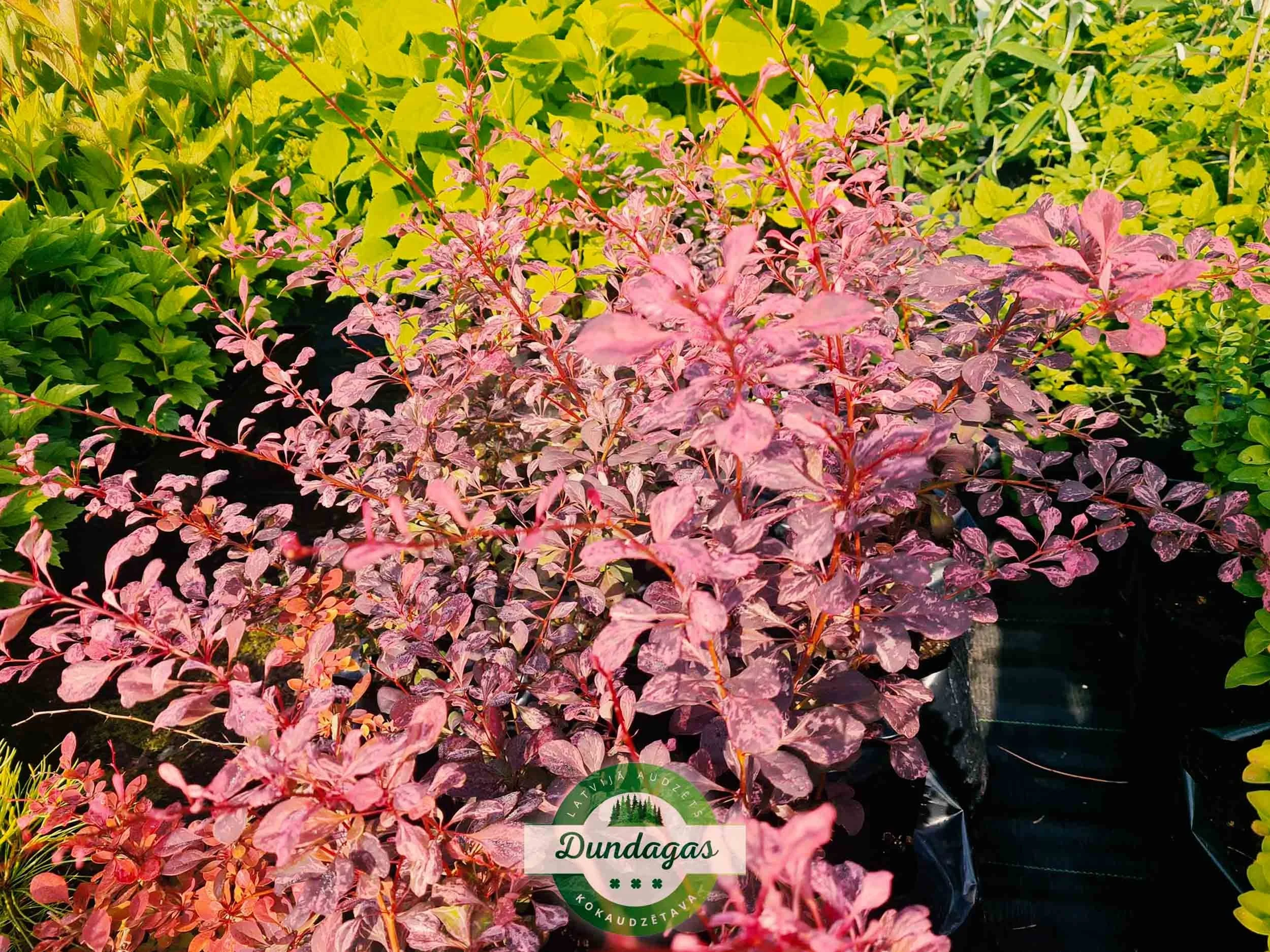 Berberis_thunbergii_Rose_Glow_2.jpg