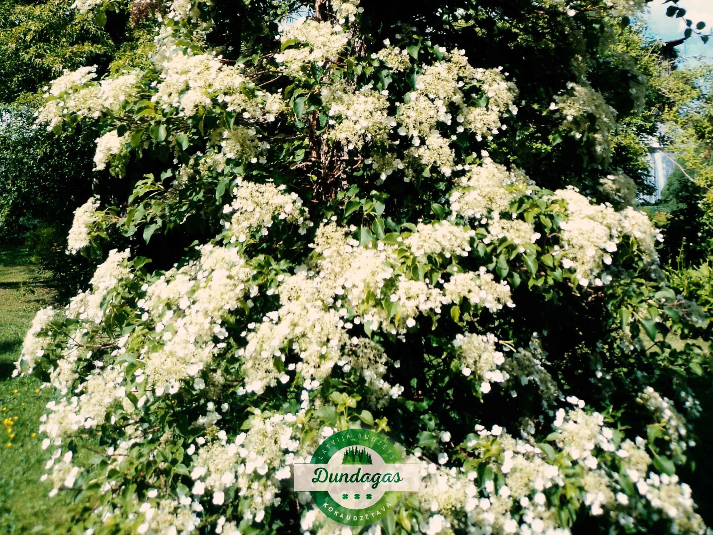 Calyptranthe_petiolaris_1.jpg