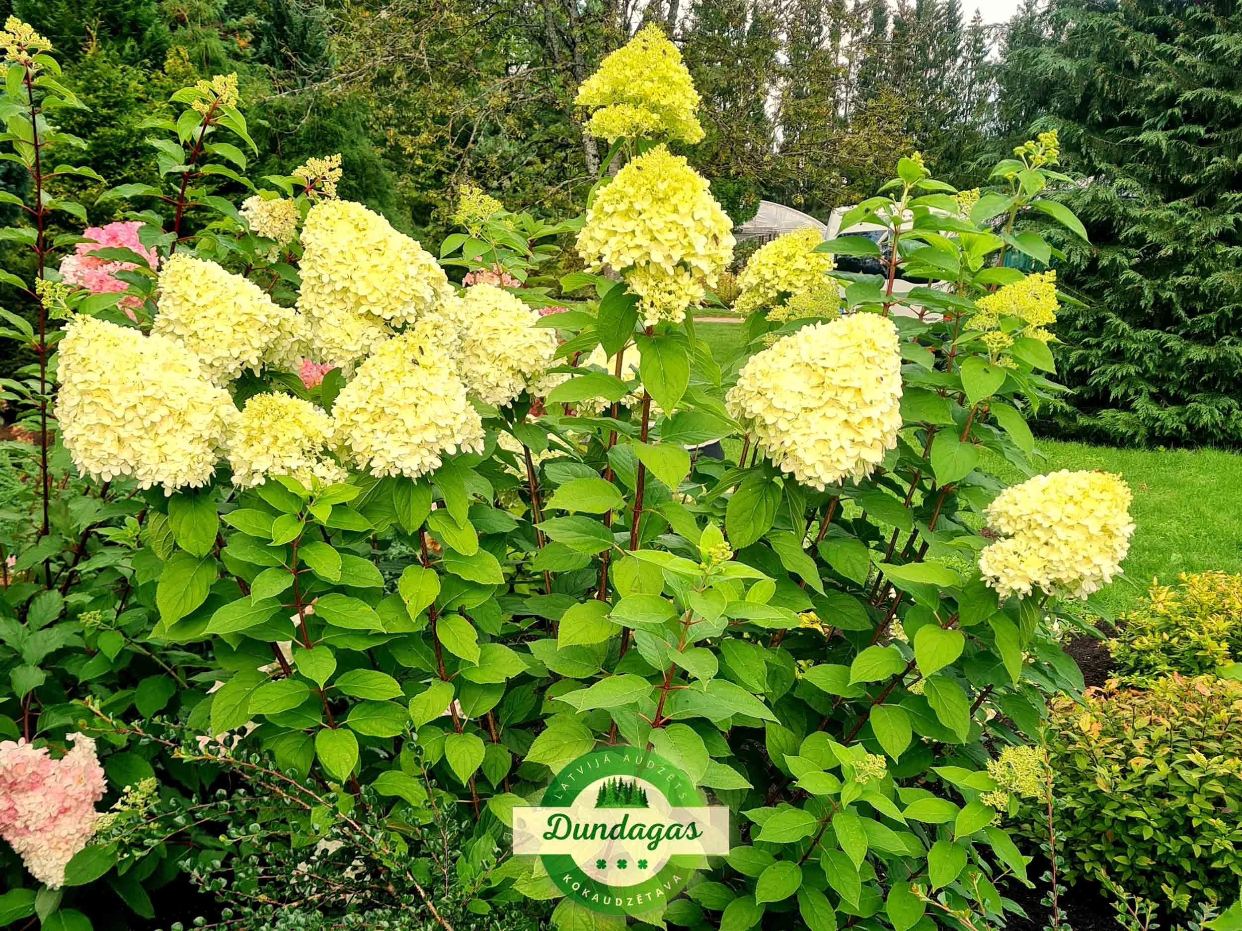 Hydrangea_paniculata_Limelight_2.jpg