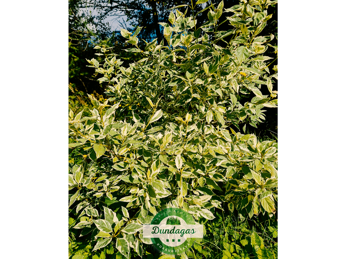 Cornus_sericea_White_Gold_1.png