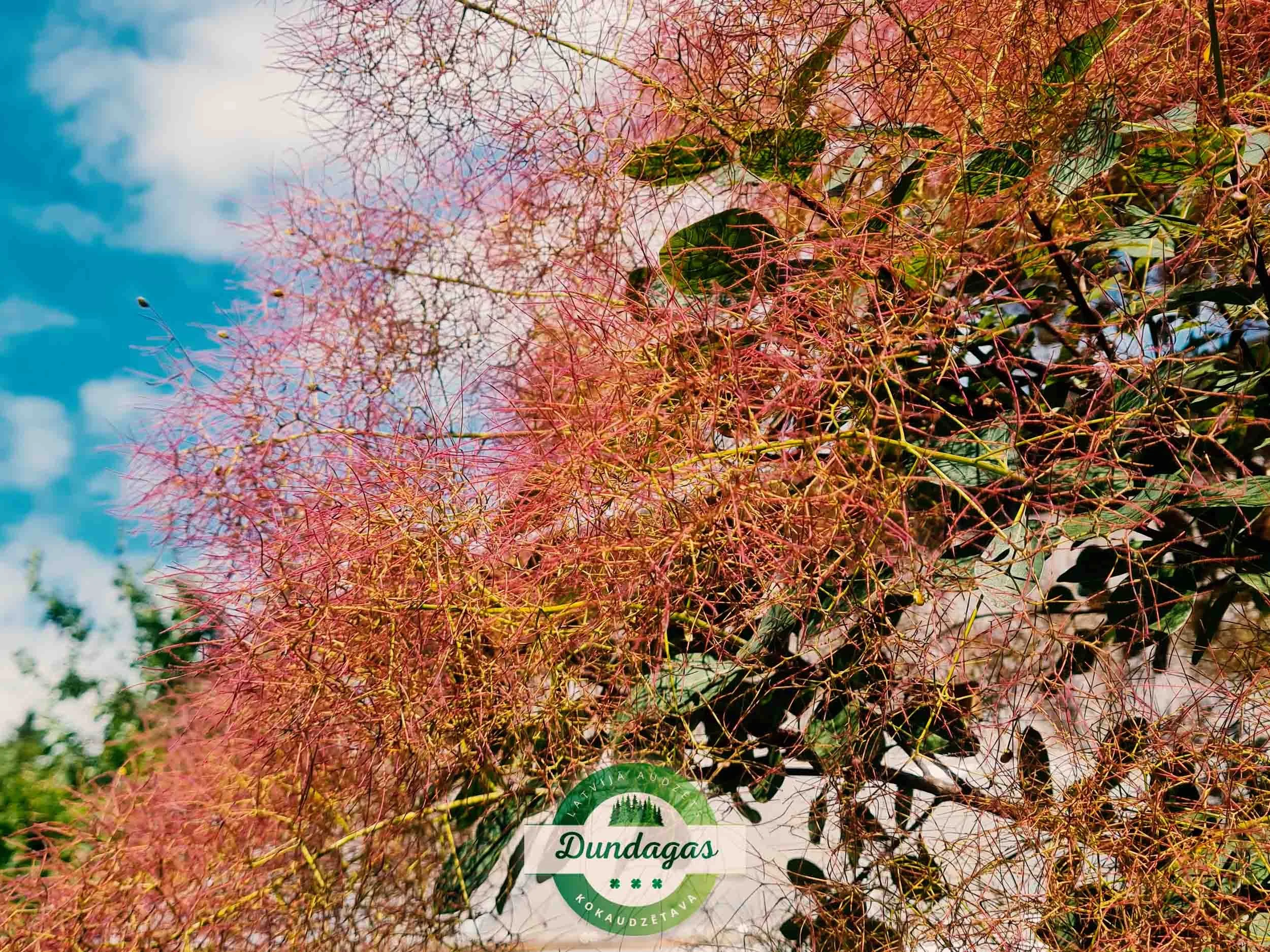 Cotinus_coggygria_Purpureus_3.jpg