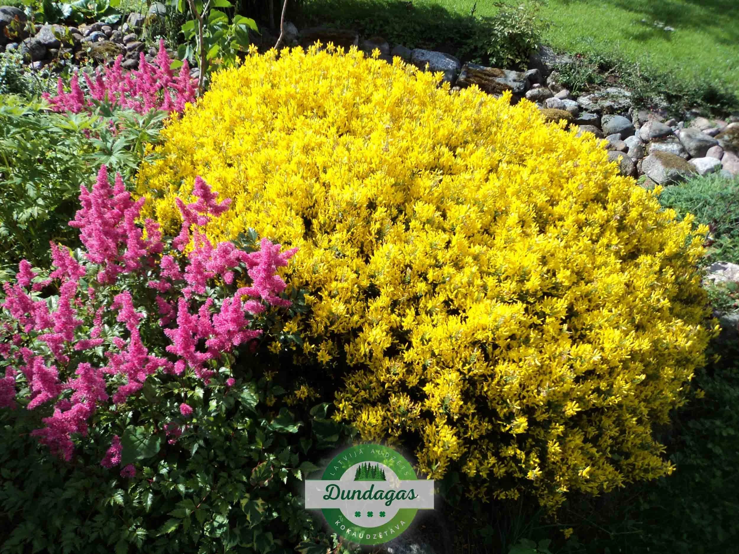 Genista_tinctoria_1.jpg