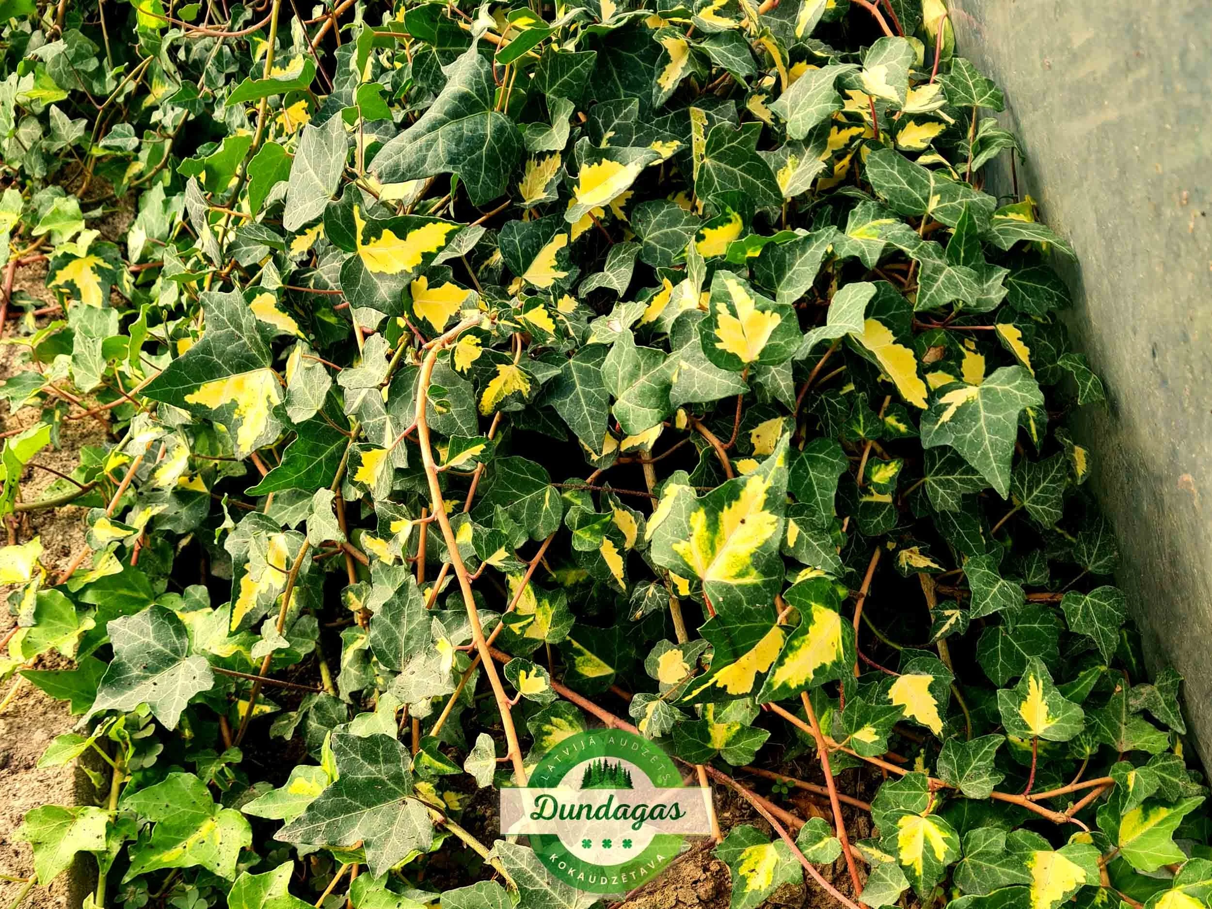 Hedera_helix_var_helix_Goldheart.jpg