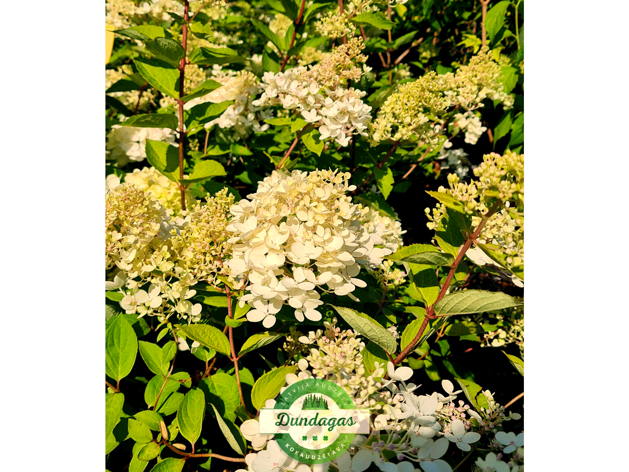 Hydrangea_paniculata_Grandiflora_3.png