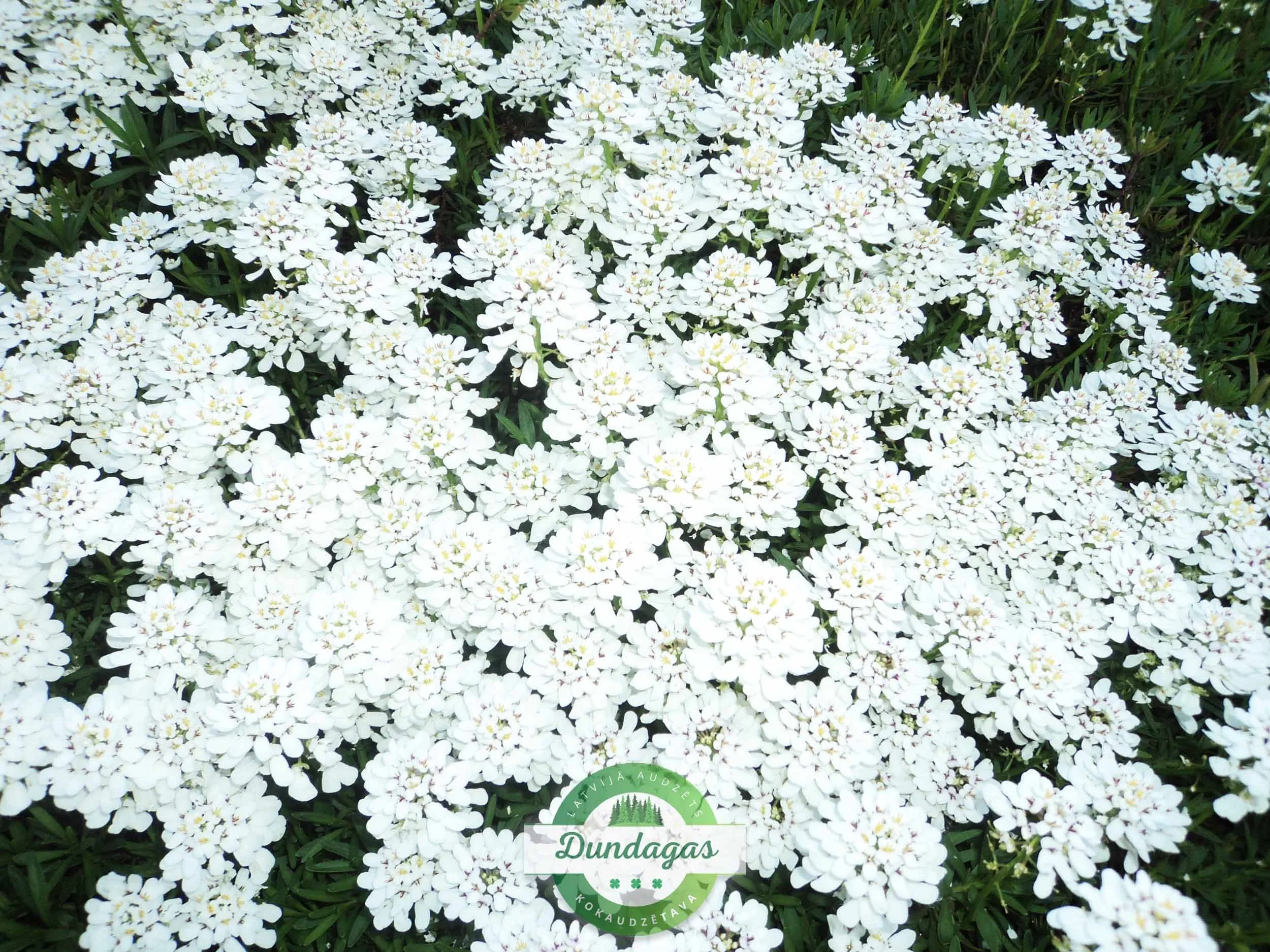 Iberis_sempervirens.jpg