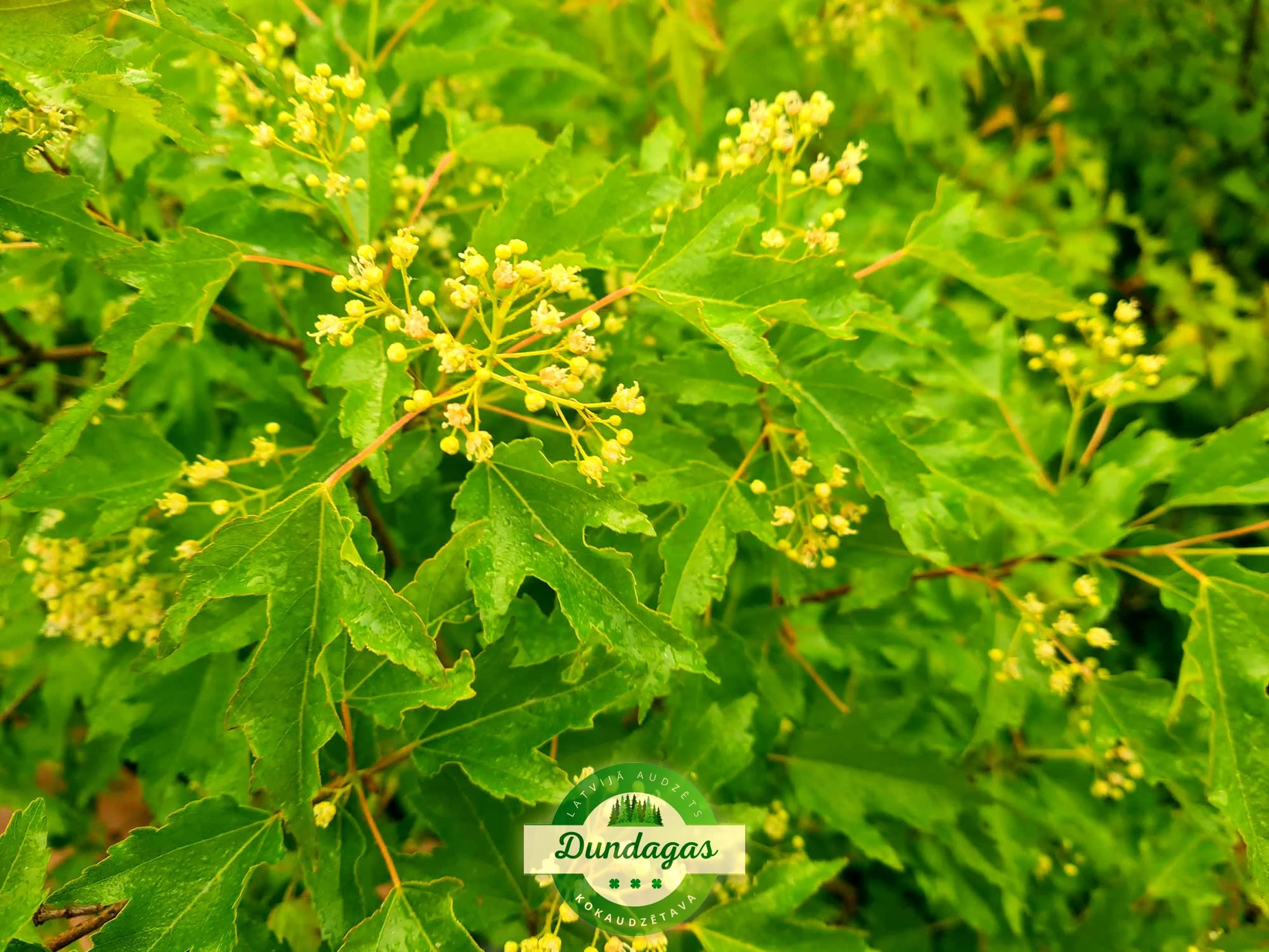 Acer_tataricum_2.jpg