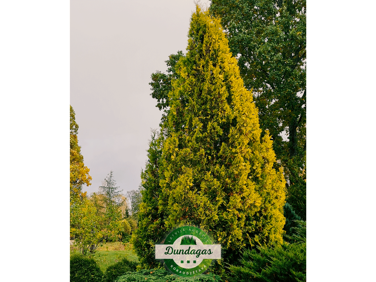 Thuja_occidentalis_Aurea.png