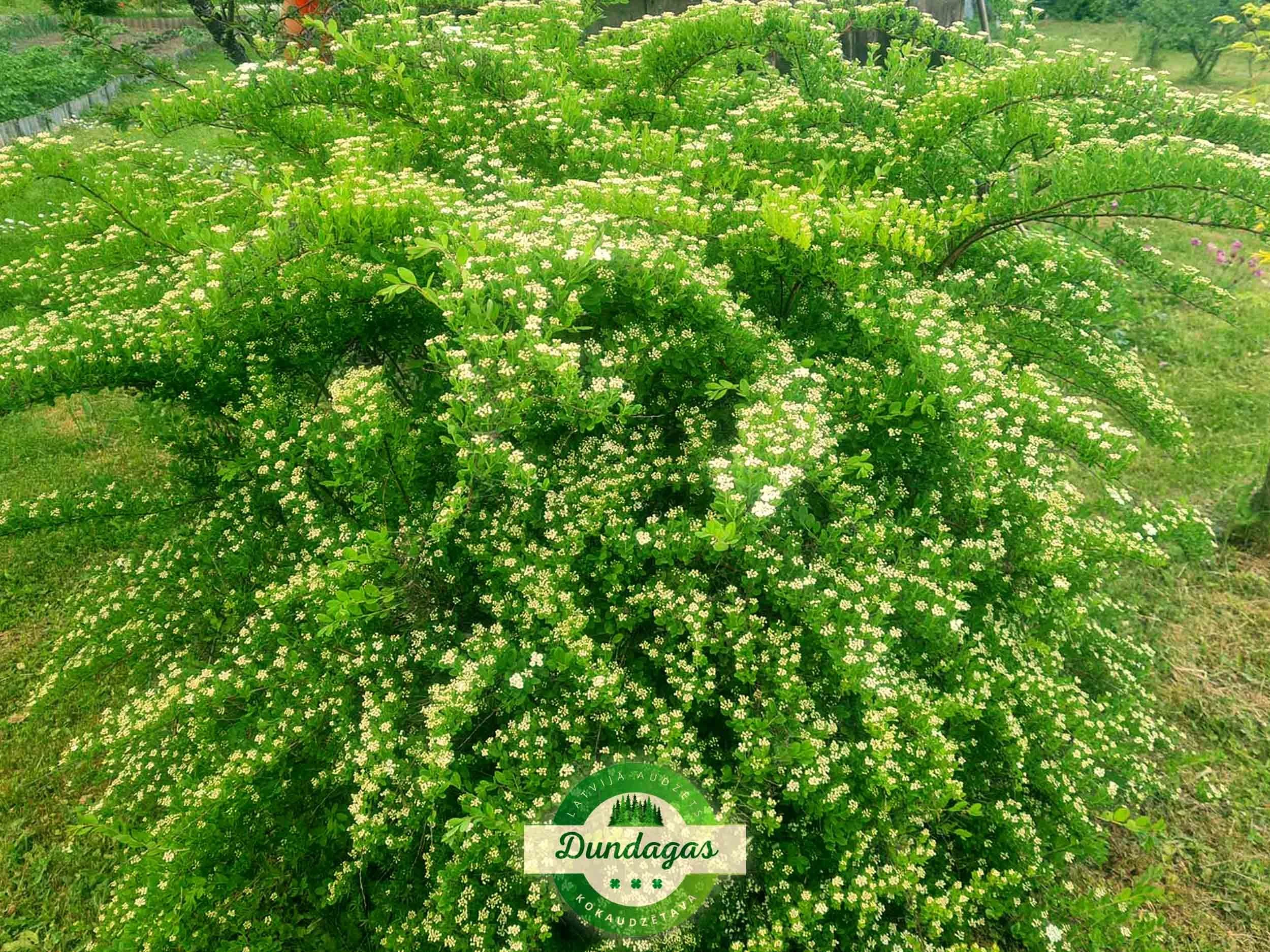 Spiraea_nipponica_Snowmound_2.jpg