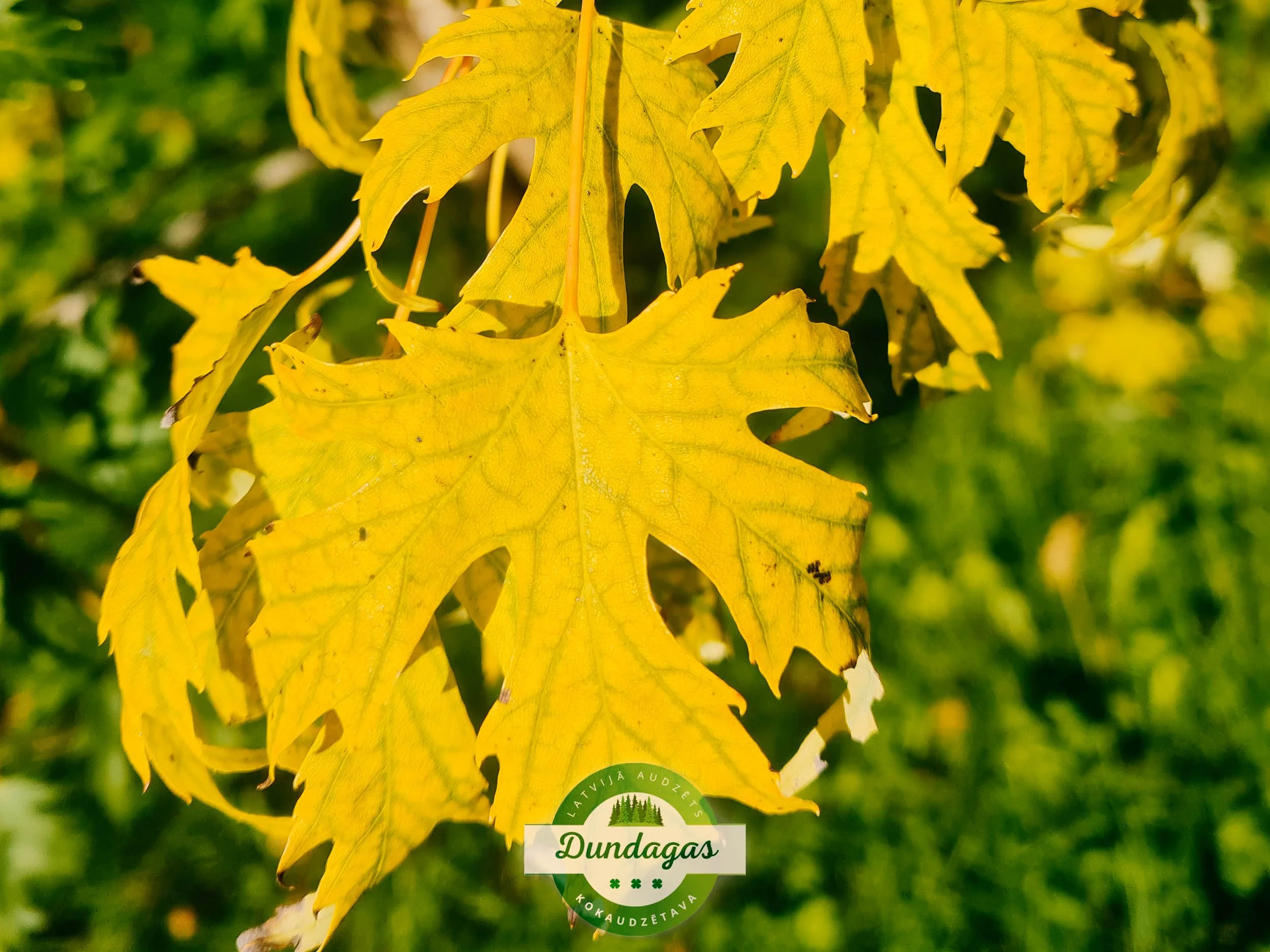 Acer_saccharinum_Wierii_2.jpg