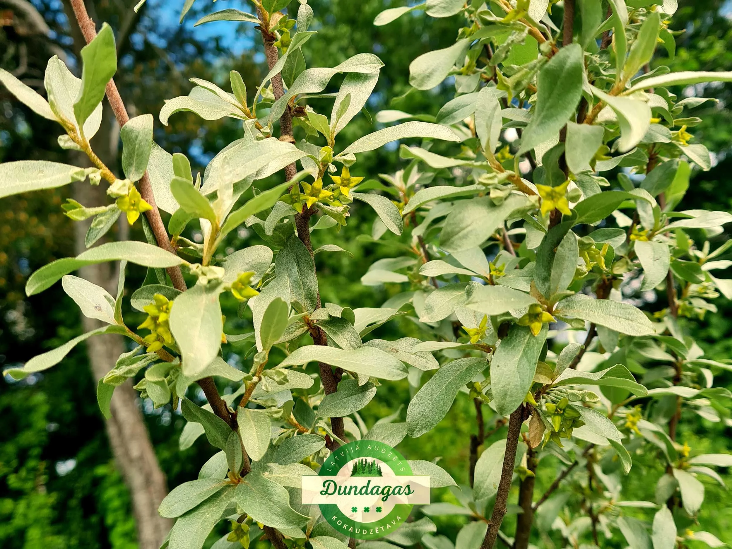 Eleagnus_commutata_2.jpg