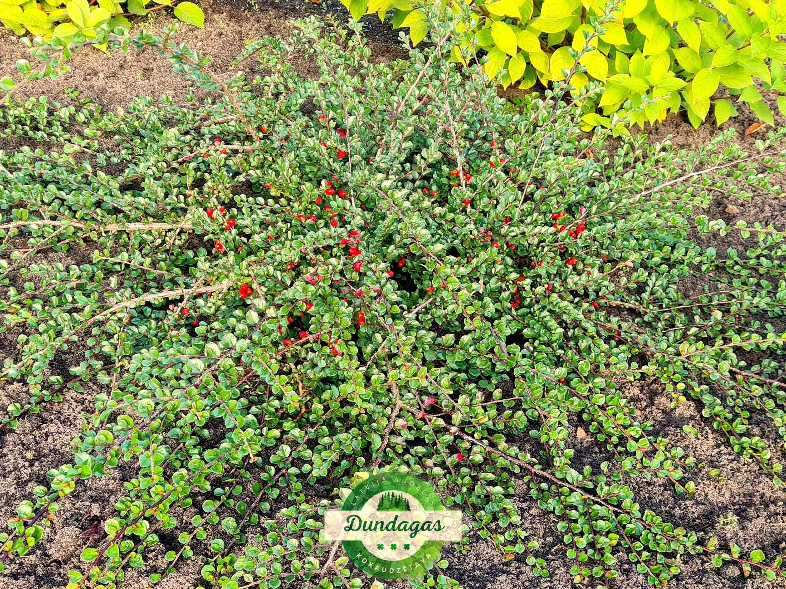 Cotoneaster_nanshan_1.jpg