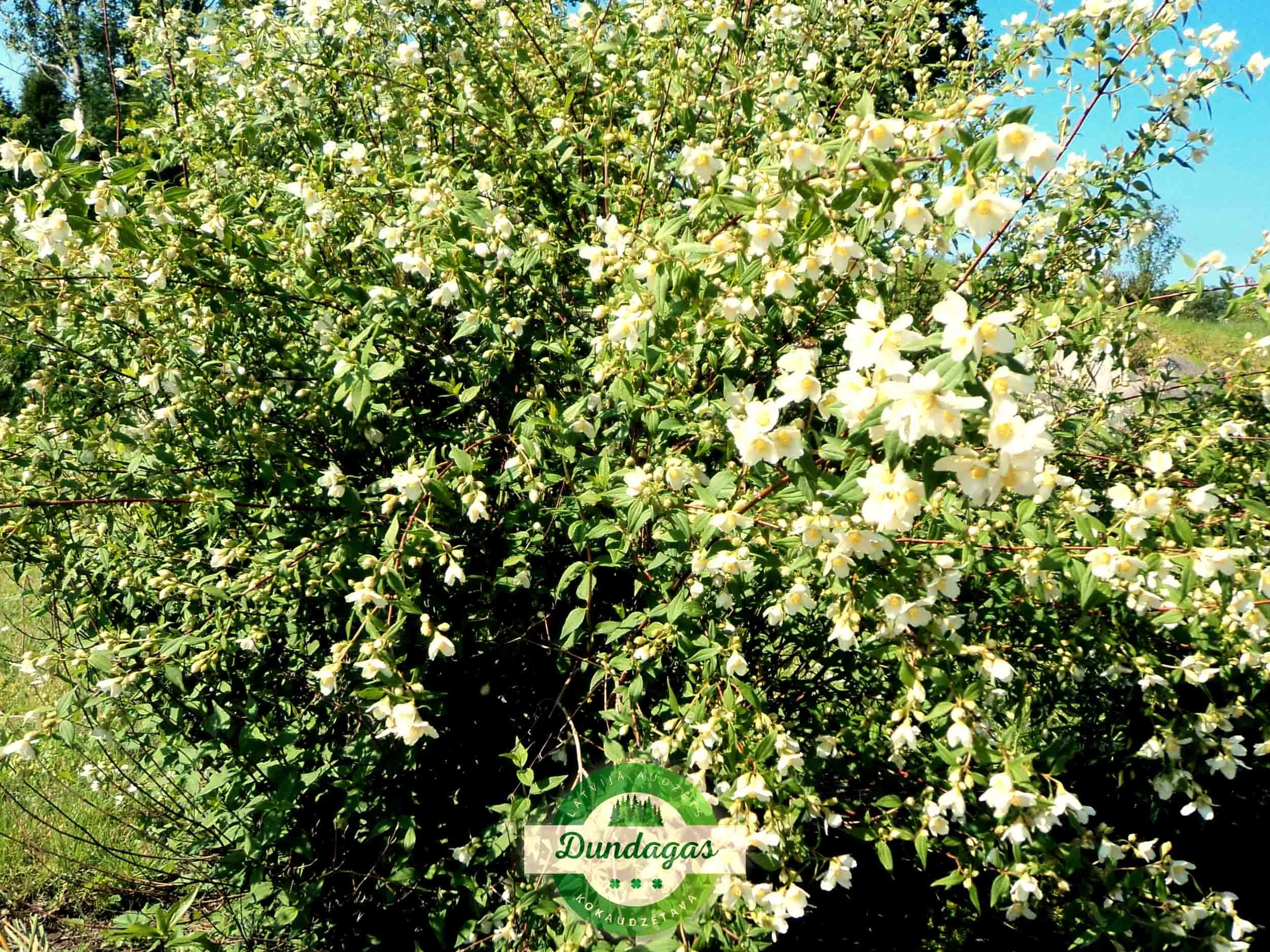 Philadelphus_lemoinei_Erectus_2.jpg