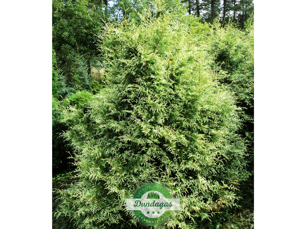 Thuja_occidentalis_Albovariegata.png