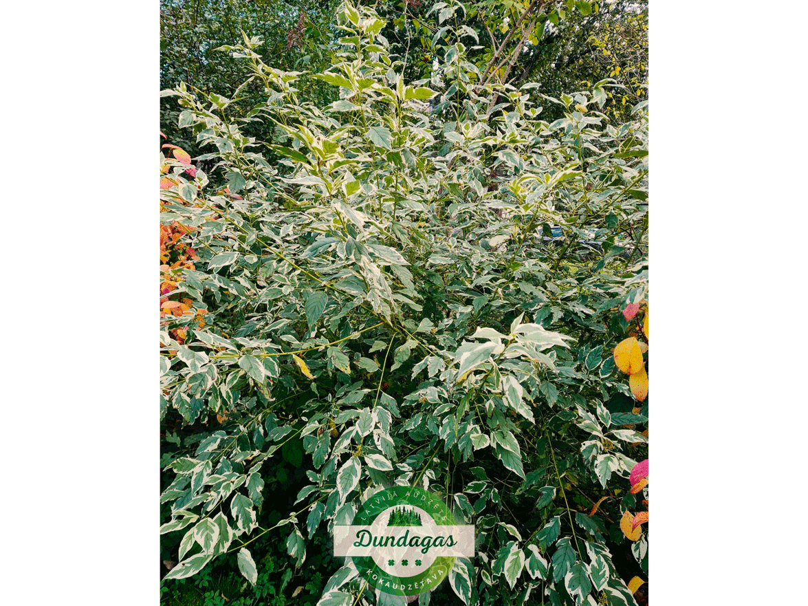 Cornus_sericea_White_Gold_1_1.png