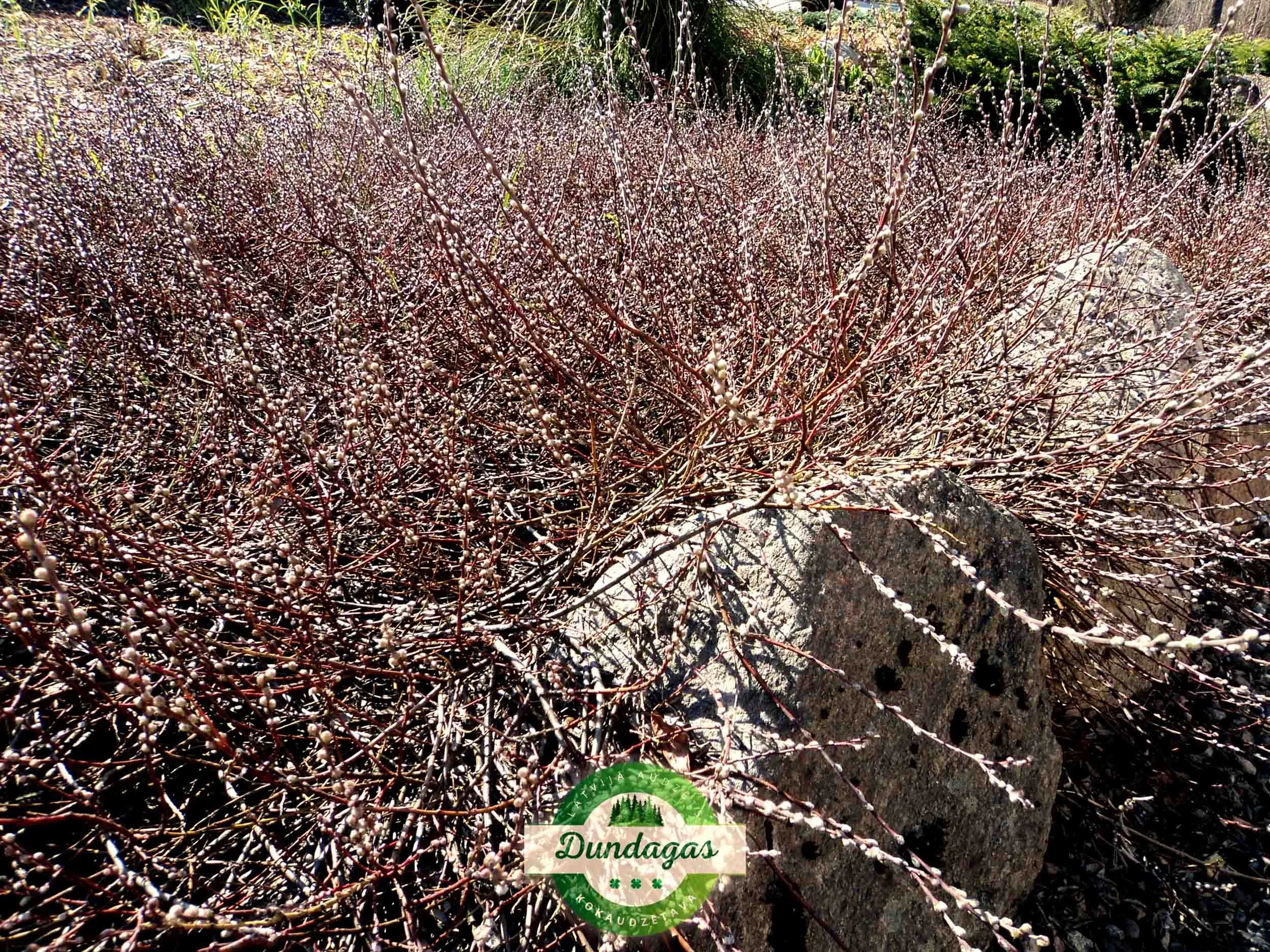 Salix_repens_Green_ Carpet_pavasari.jpg
