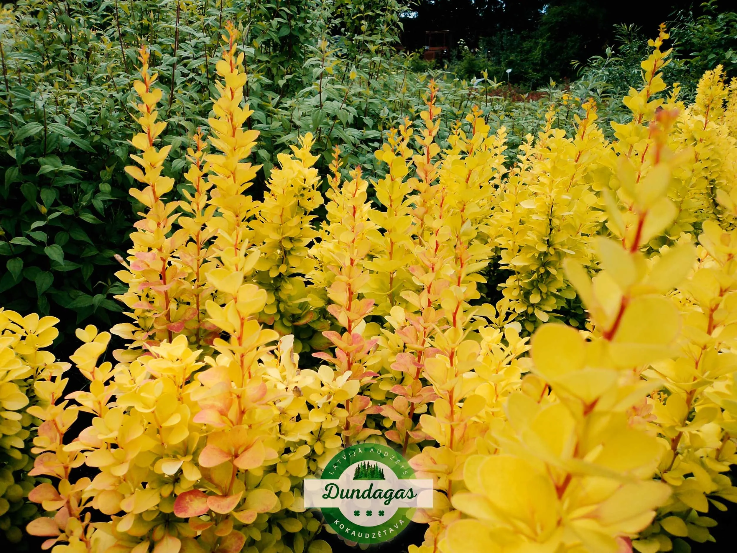 berberis_thunbergii_Golden_Torch_1.jpg