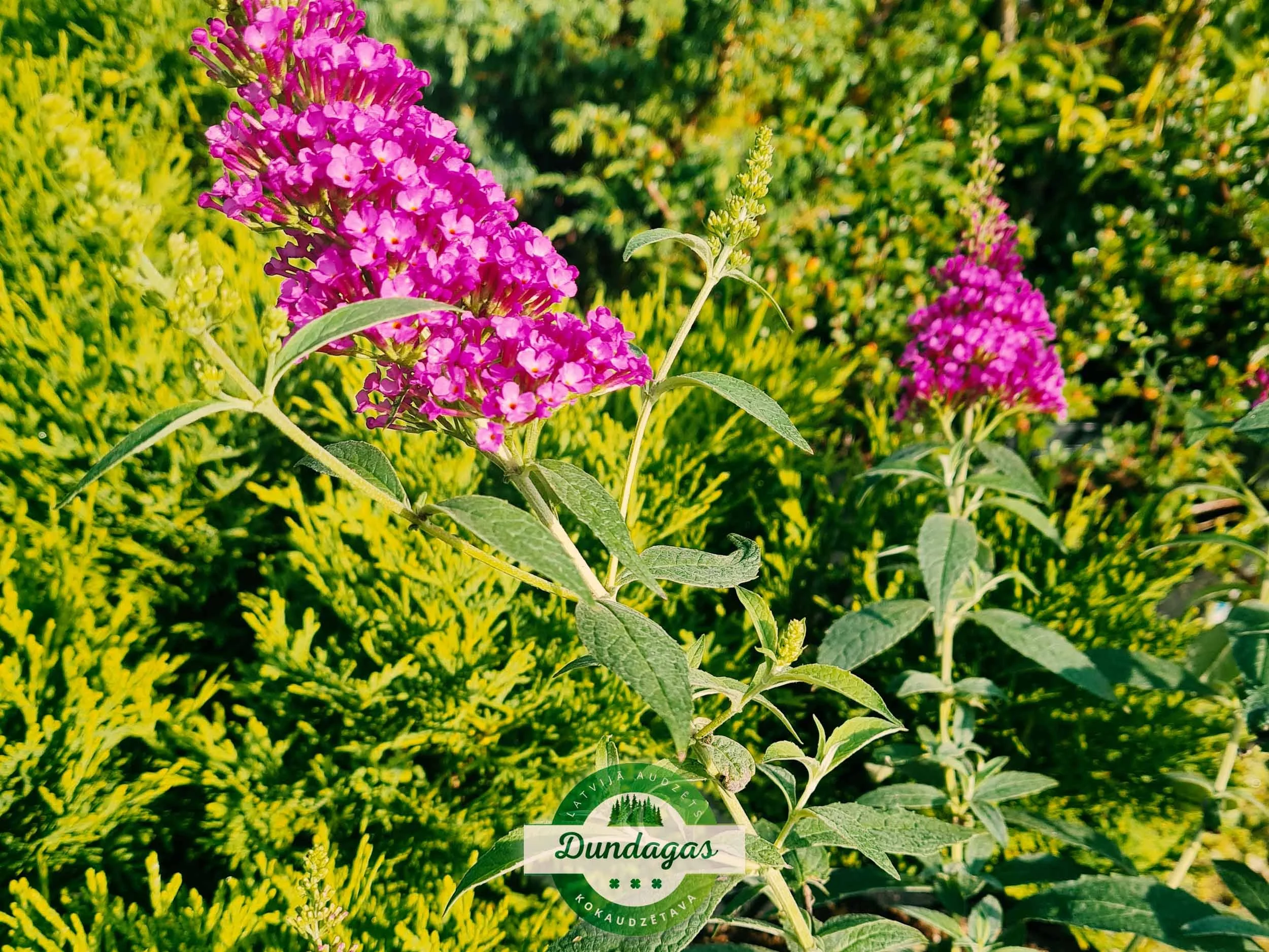 Buddleia_davidii_2.jpg