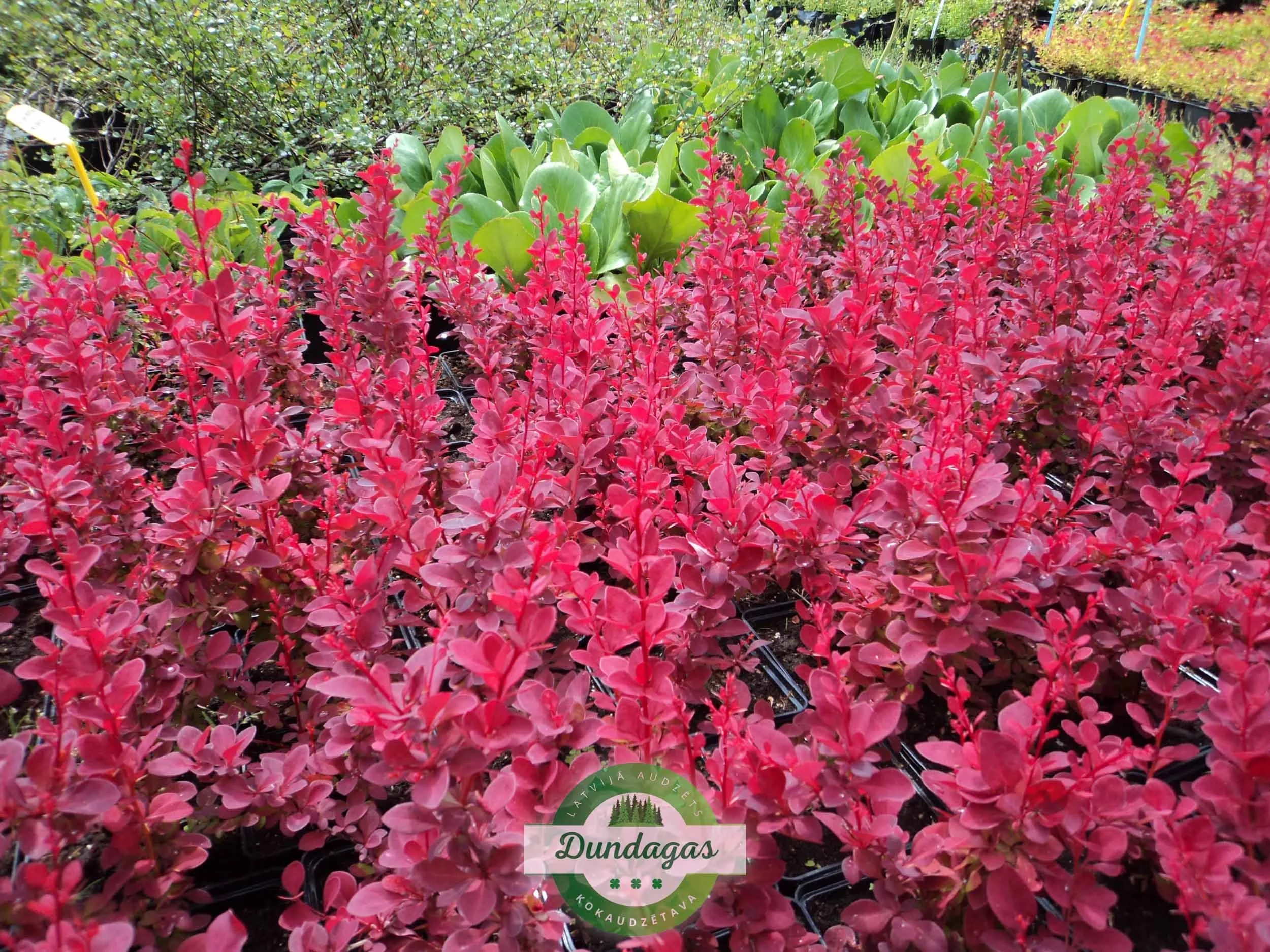 Berberis_thunbergii_Orange_Rocket_1.jpg