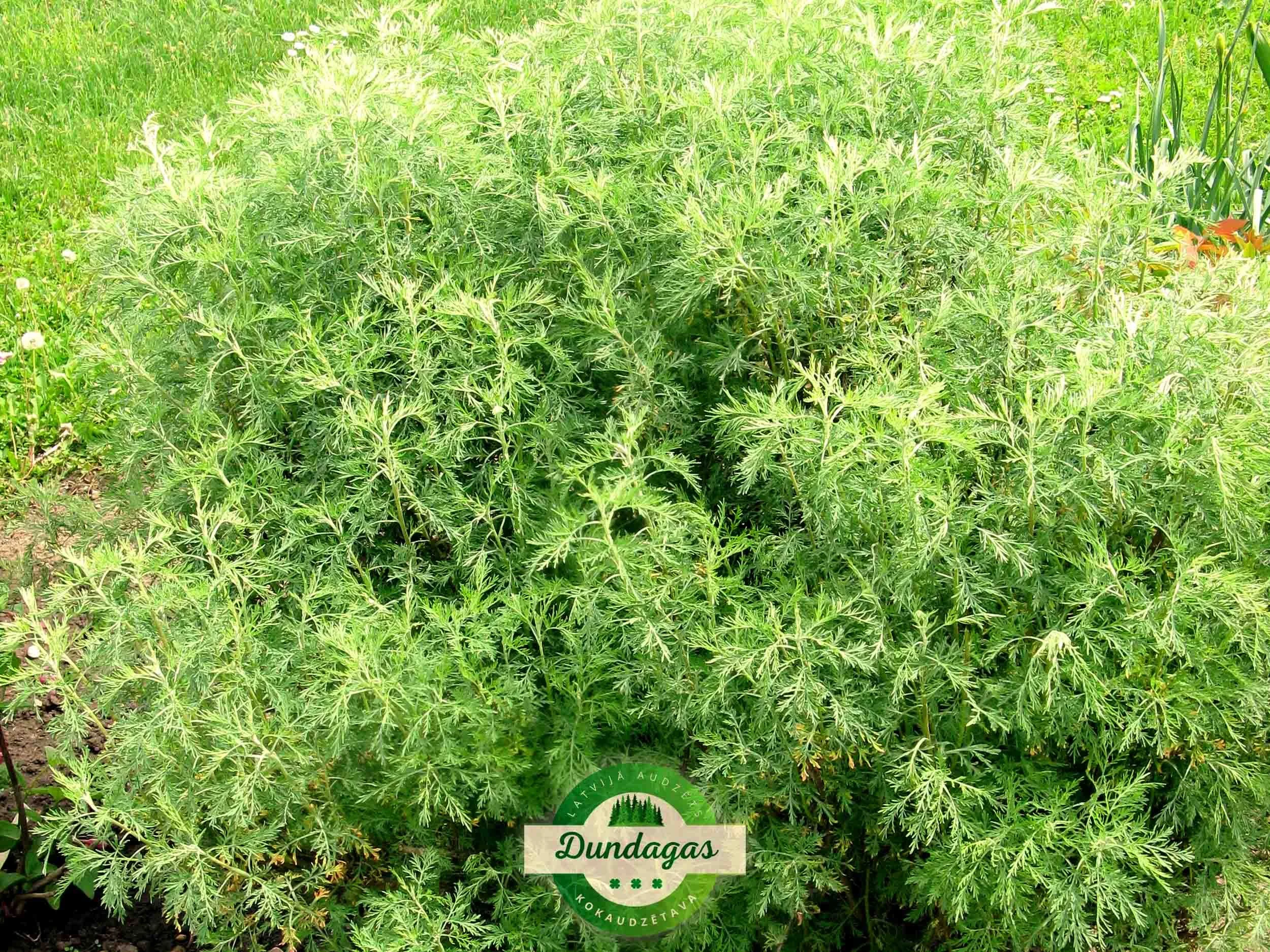 Artemisia_abrotanum.JPG