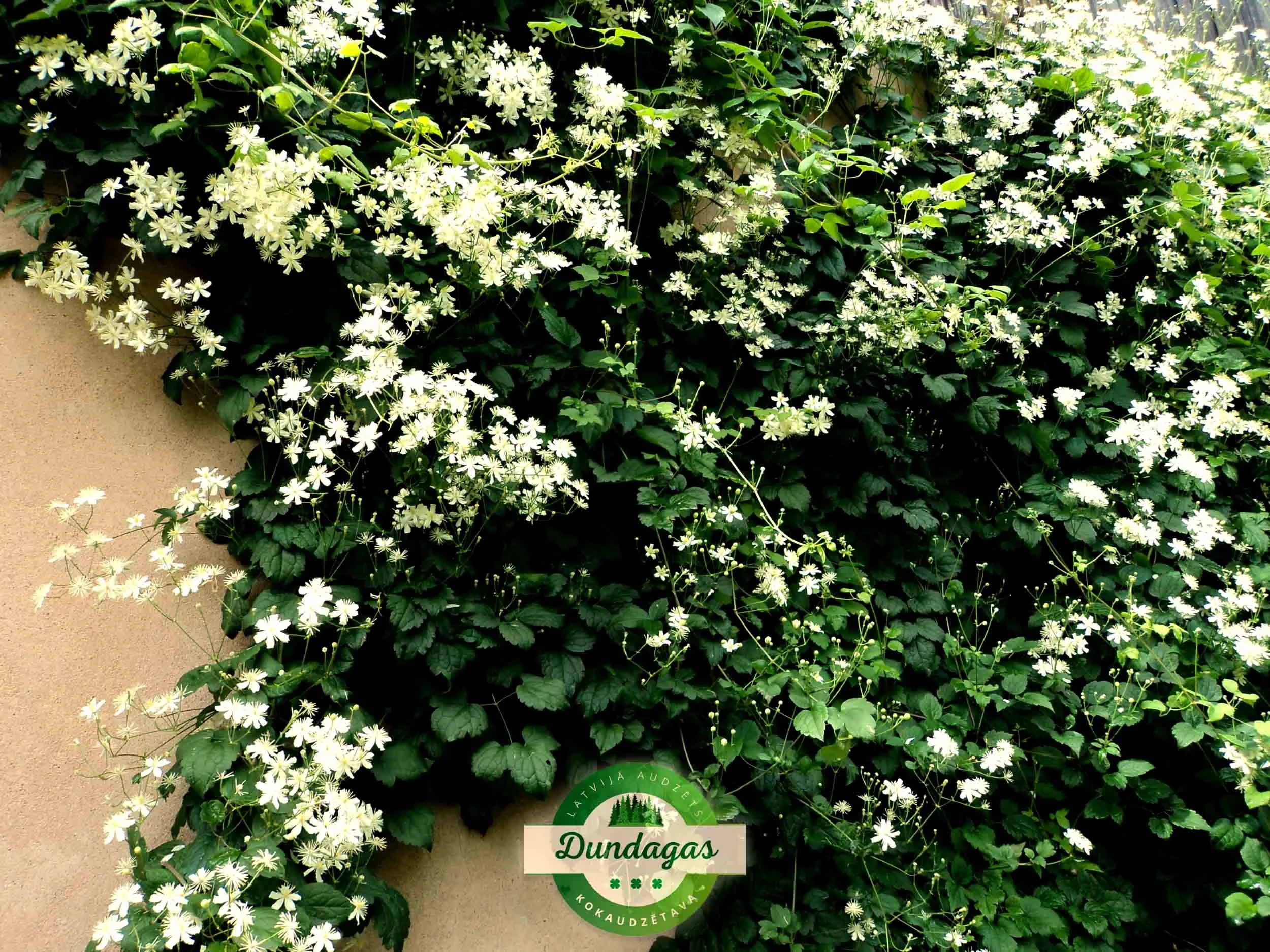 Clematis_vitalba.jpg