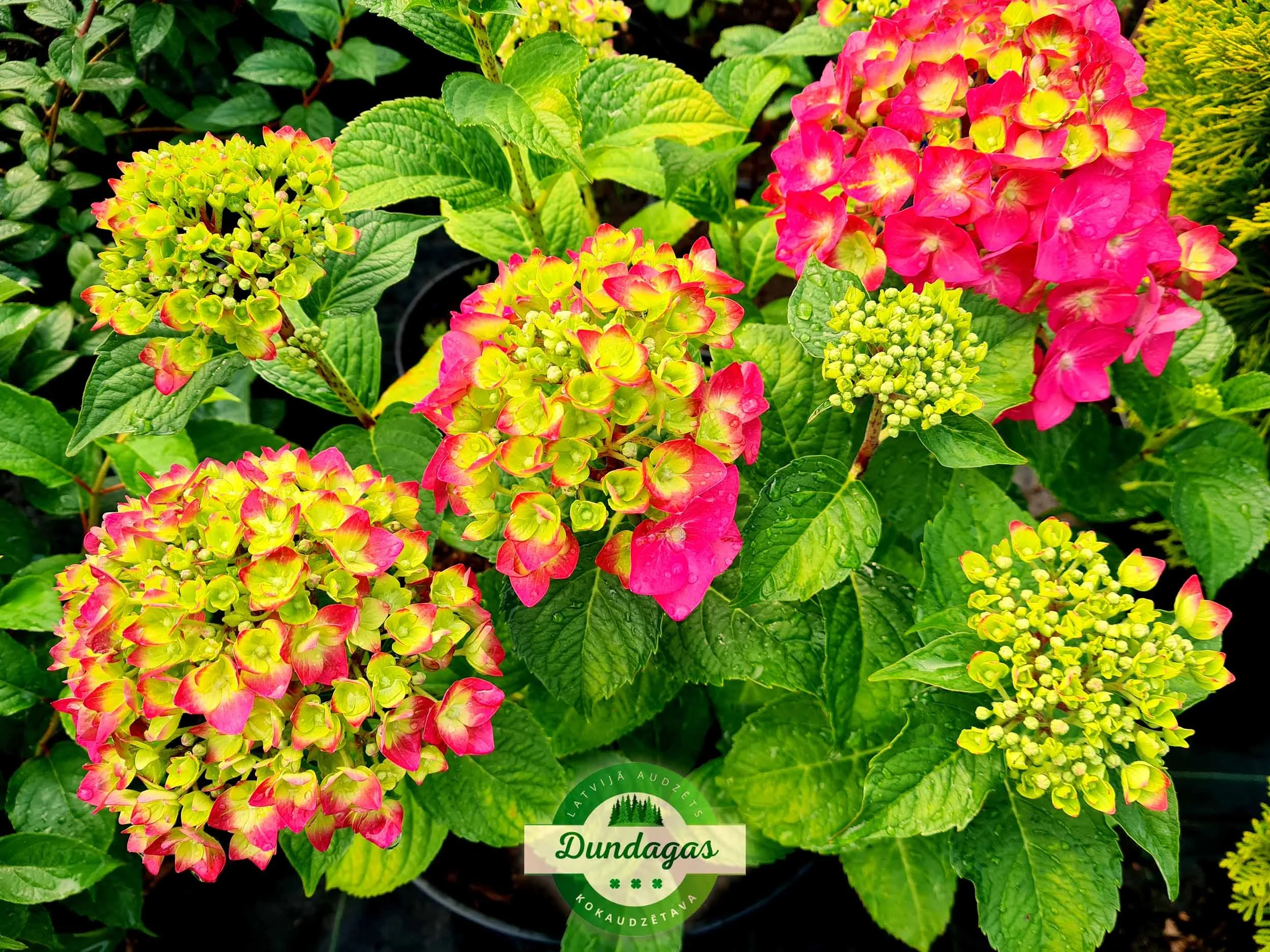 Hydrangea_macrophylla_Summer_Love.jpg