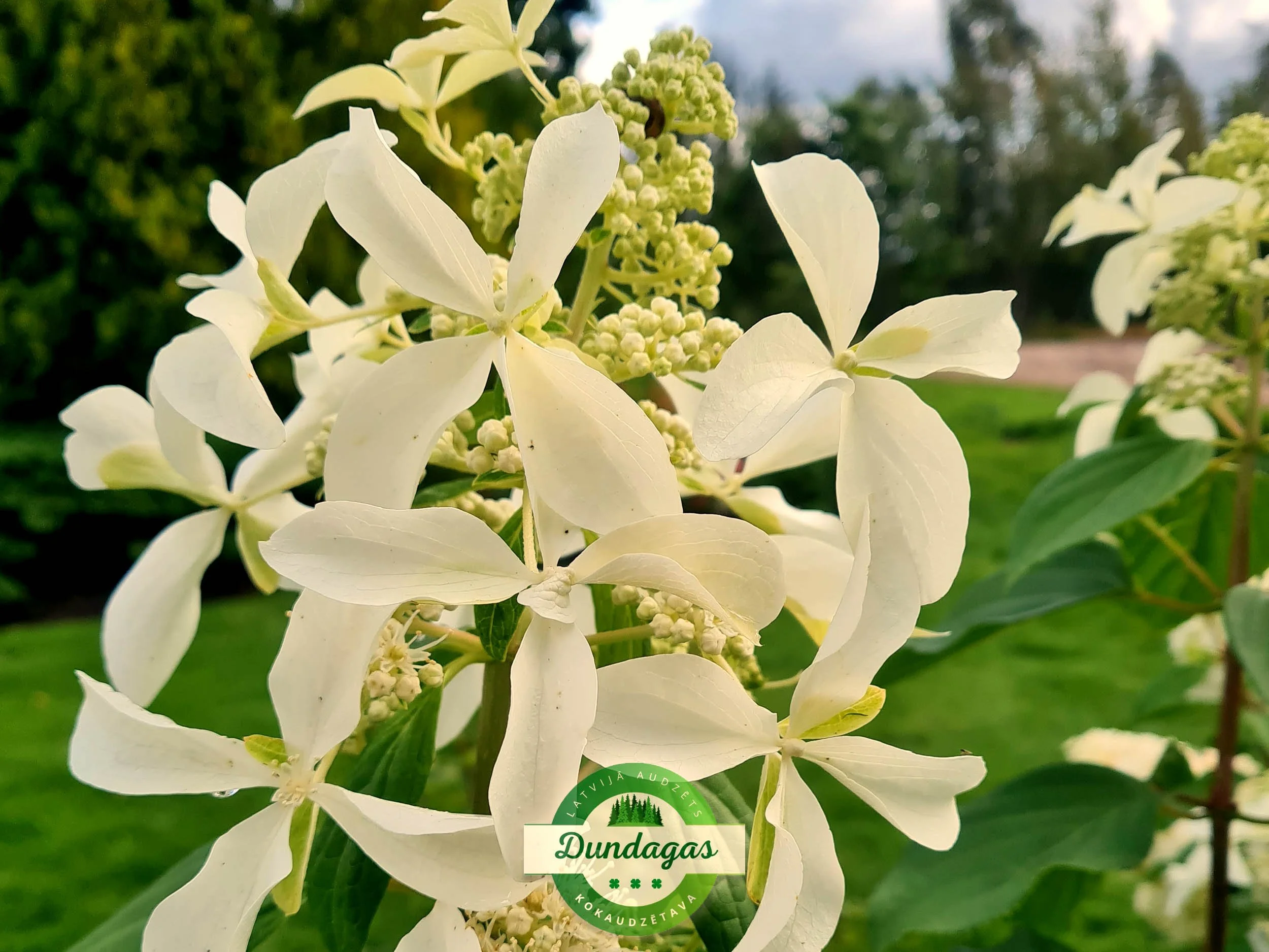 Hydrangea_paniculata_Le_Vasterival_(Great_Star).jpg
