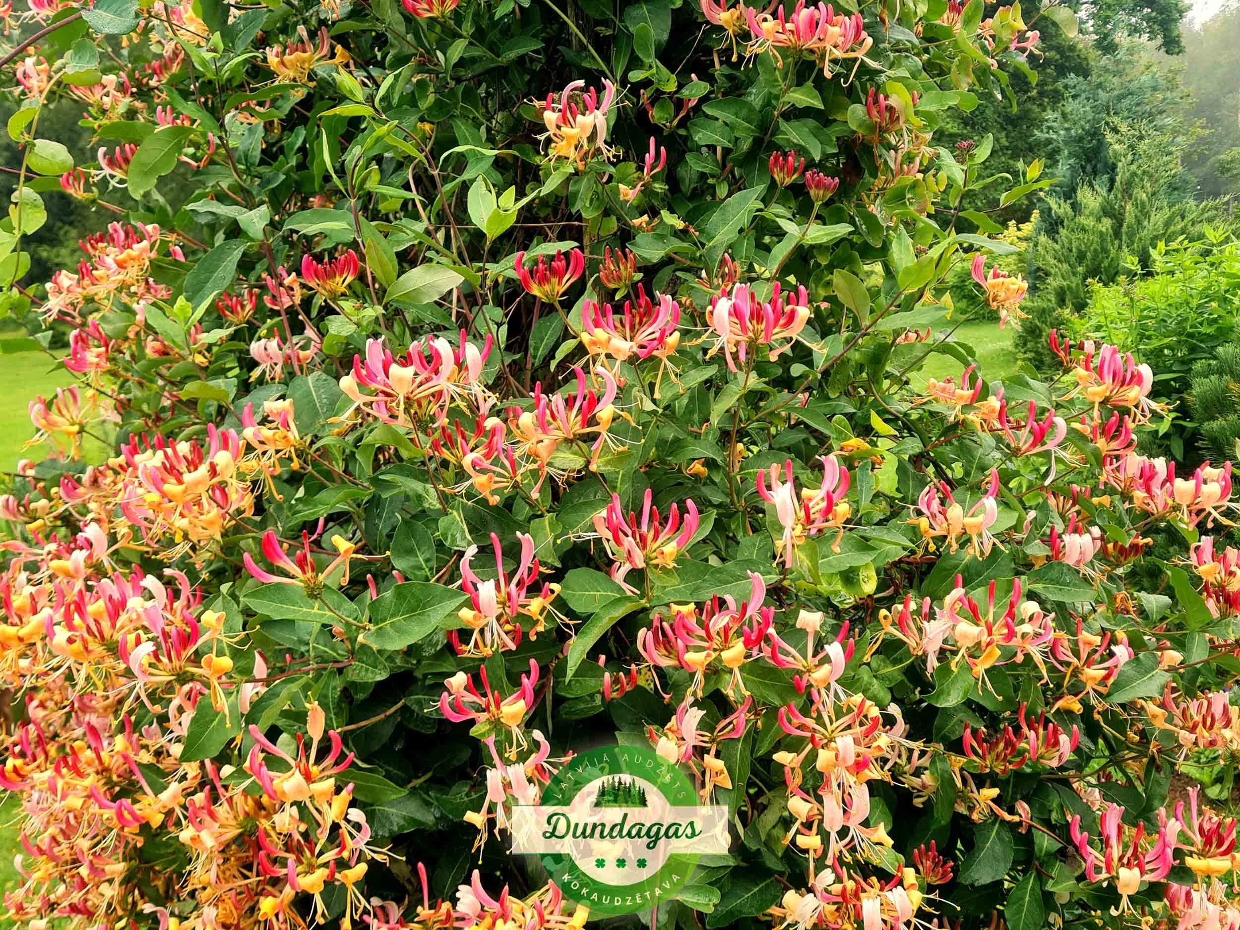 Lonicera_periclymenum_1.jpg