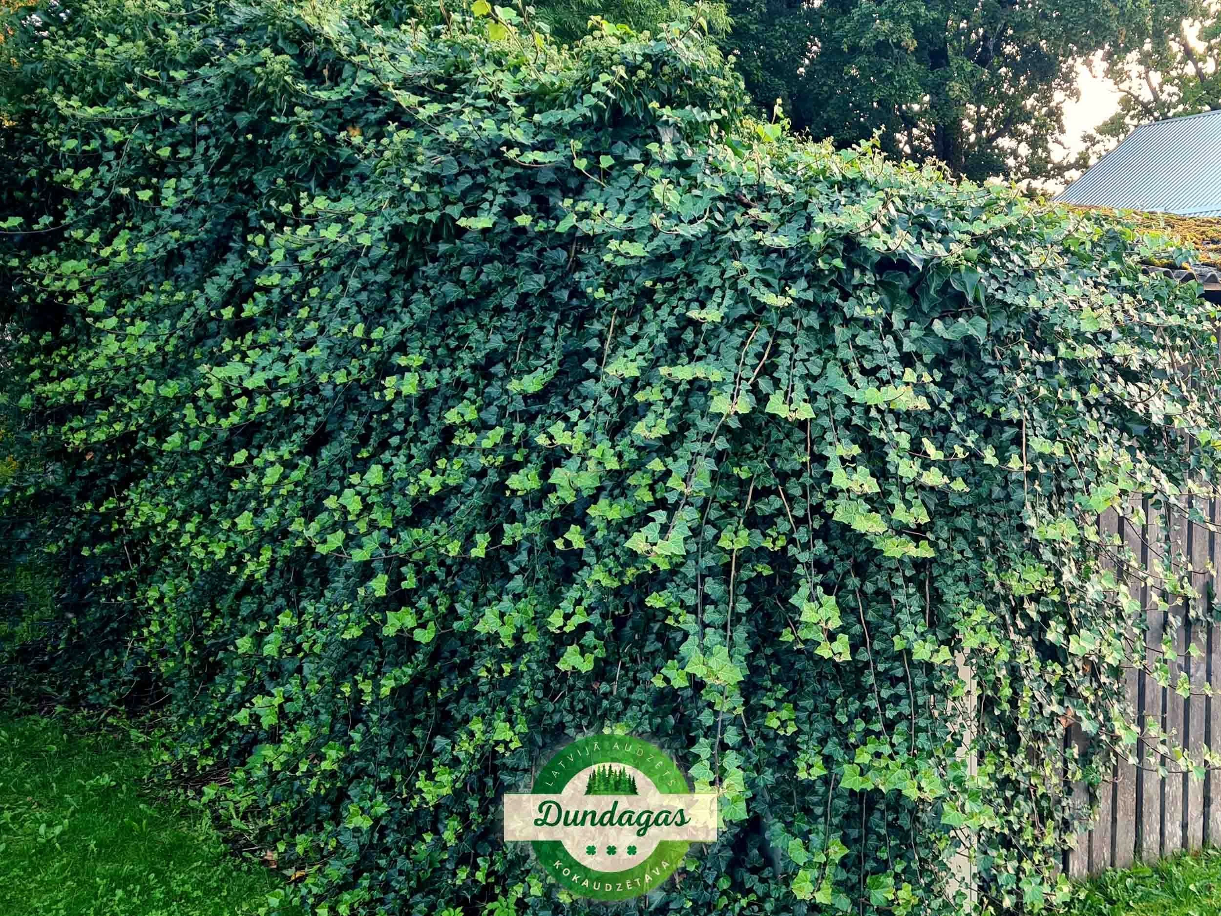 Hedera_helix_var_baltica_2.jpg