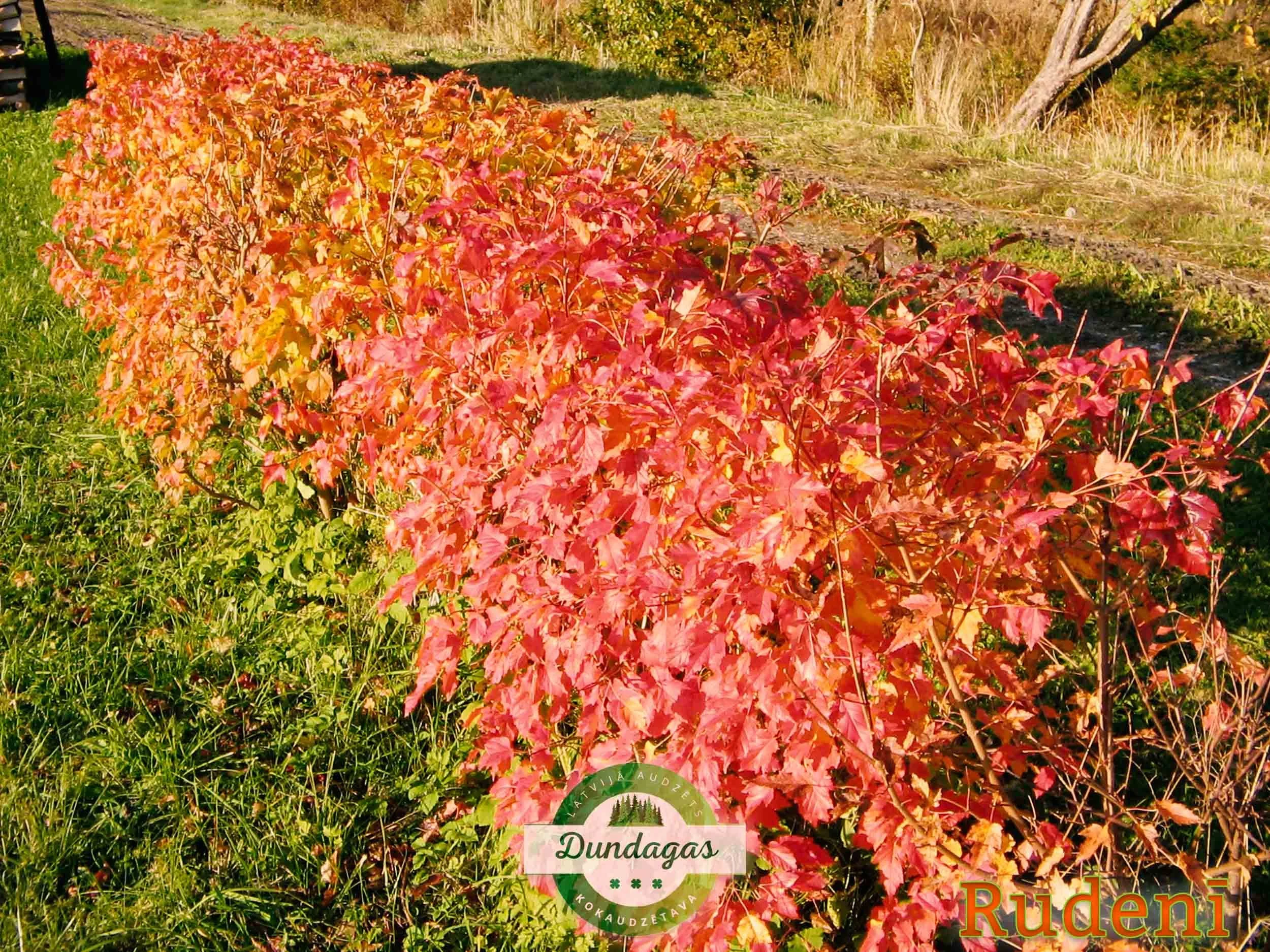 Acer_ginnala_rudeni.jpg