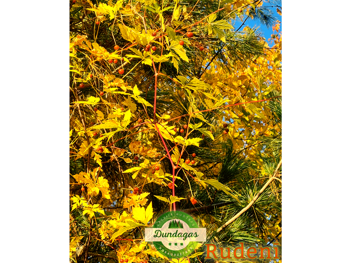 Ampelopsis_aconitifolia_rudeni.png
