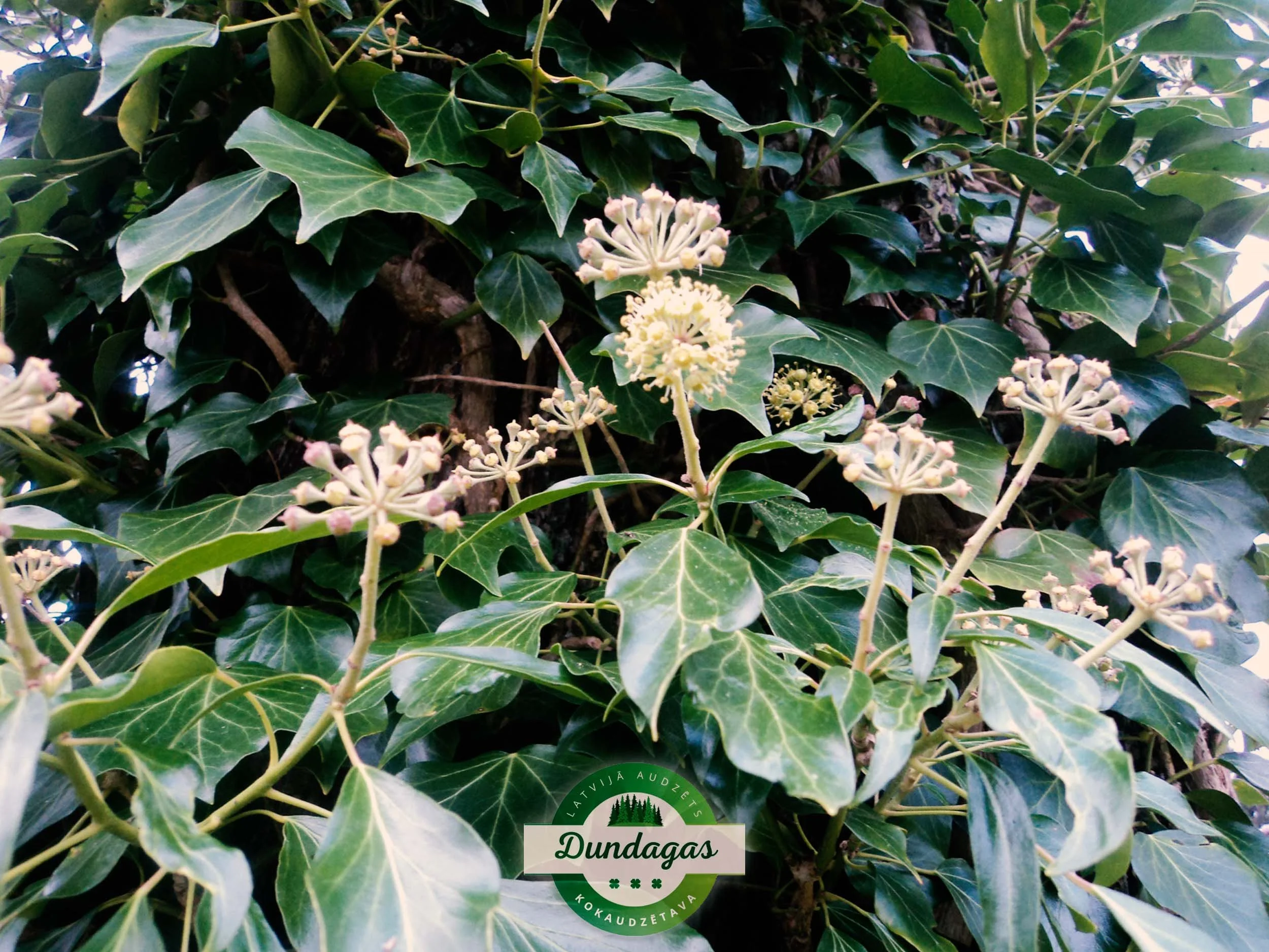 Hedera_helix_var_baltica_1.jpg