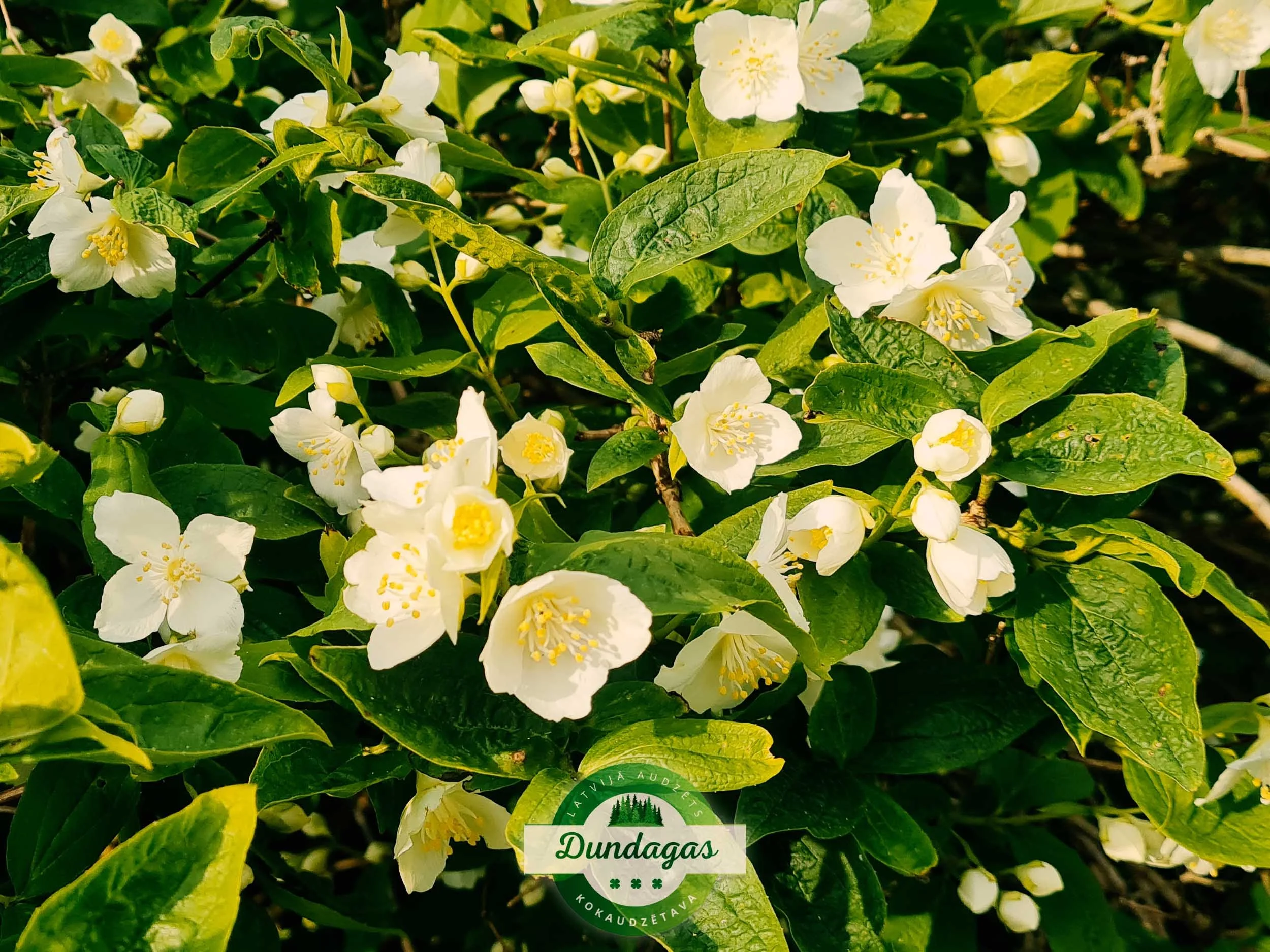 Philadelphus_coronarius.jpg
