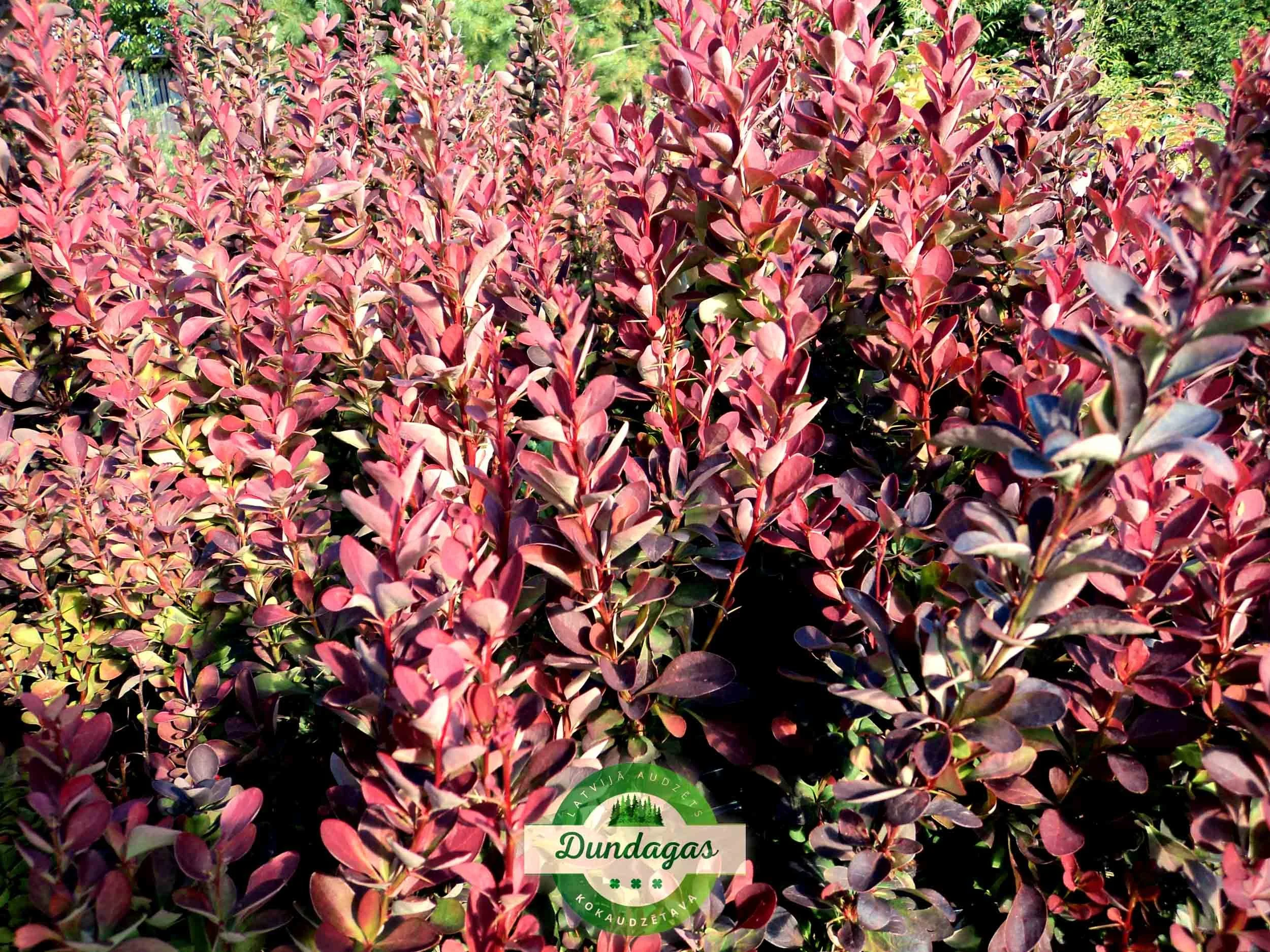 Berberis_thunbergii_Red_Pillar_1.jpg