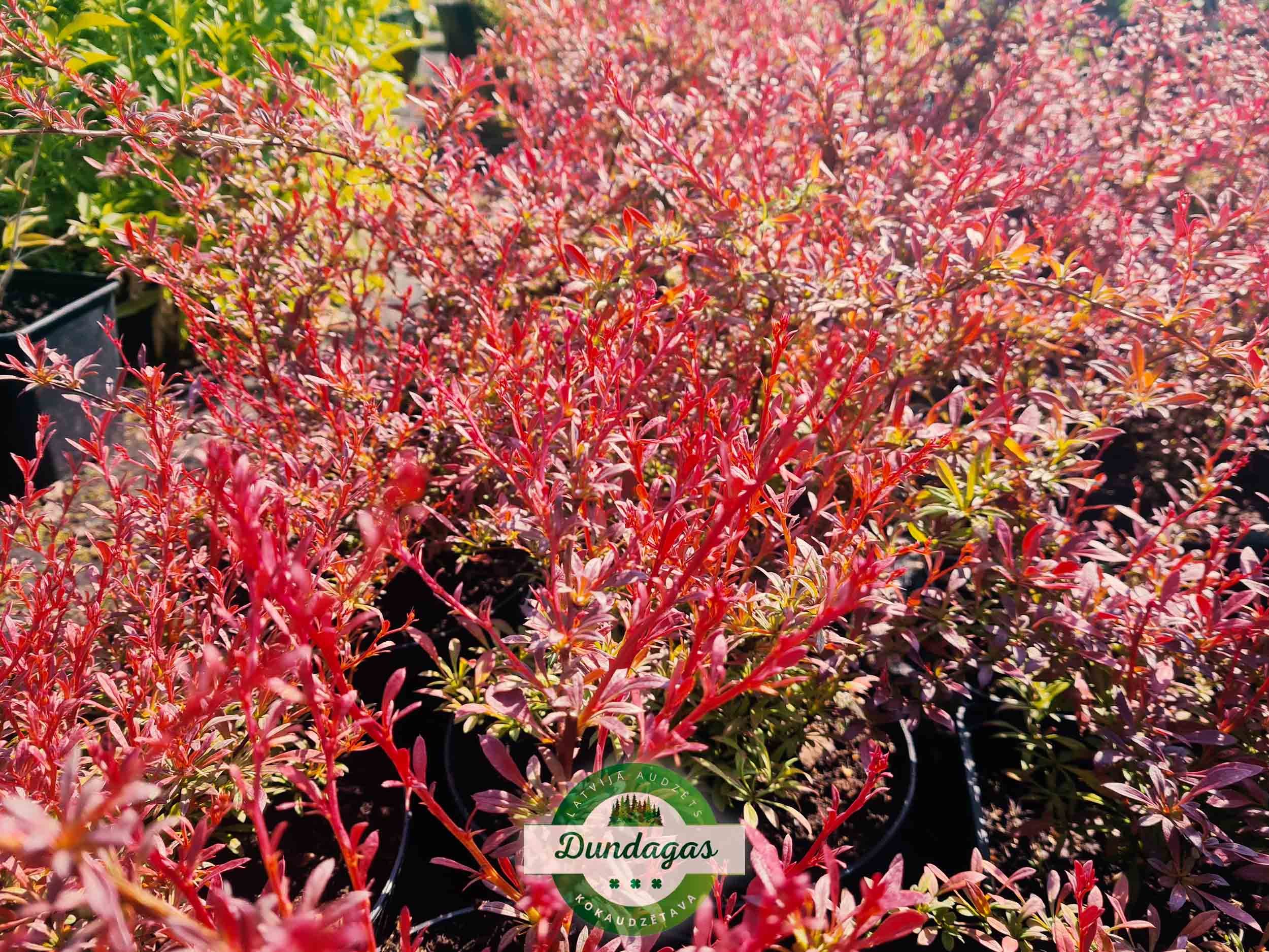 Berberis_thunbergii_Orange_Dream_1.jpg