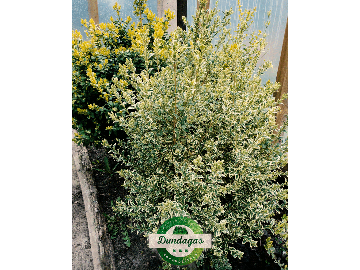 Buxus_sempervirens_Elegans.png