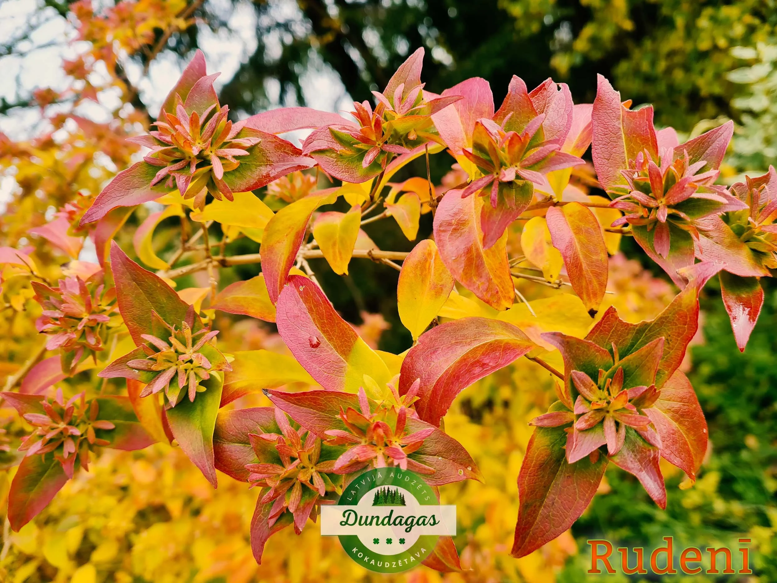 Abelia_mosanensis_4_rudeni_2.jpg