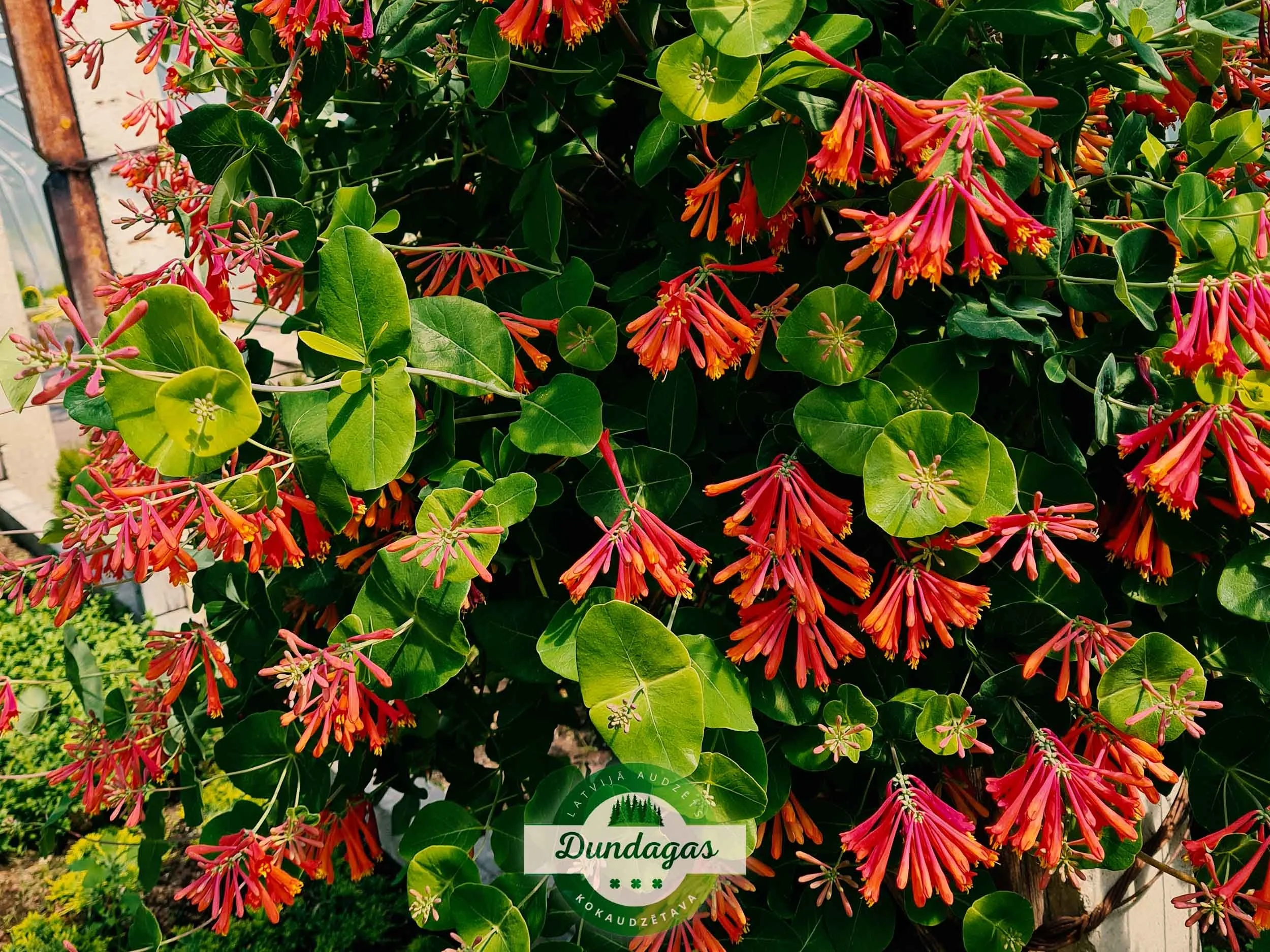 Lonicera_brownii_1.jpg