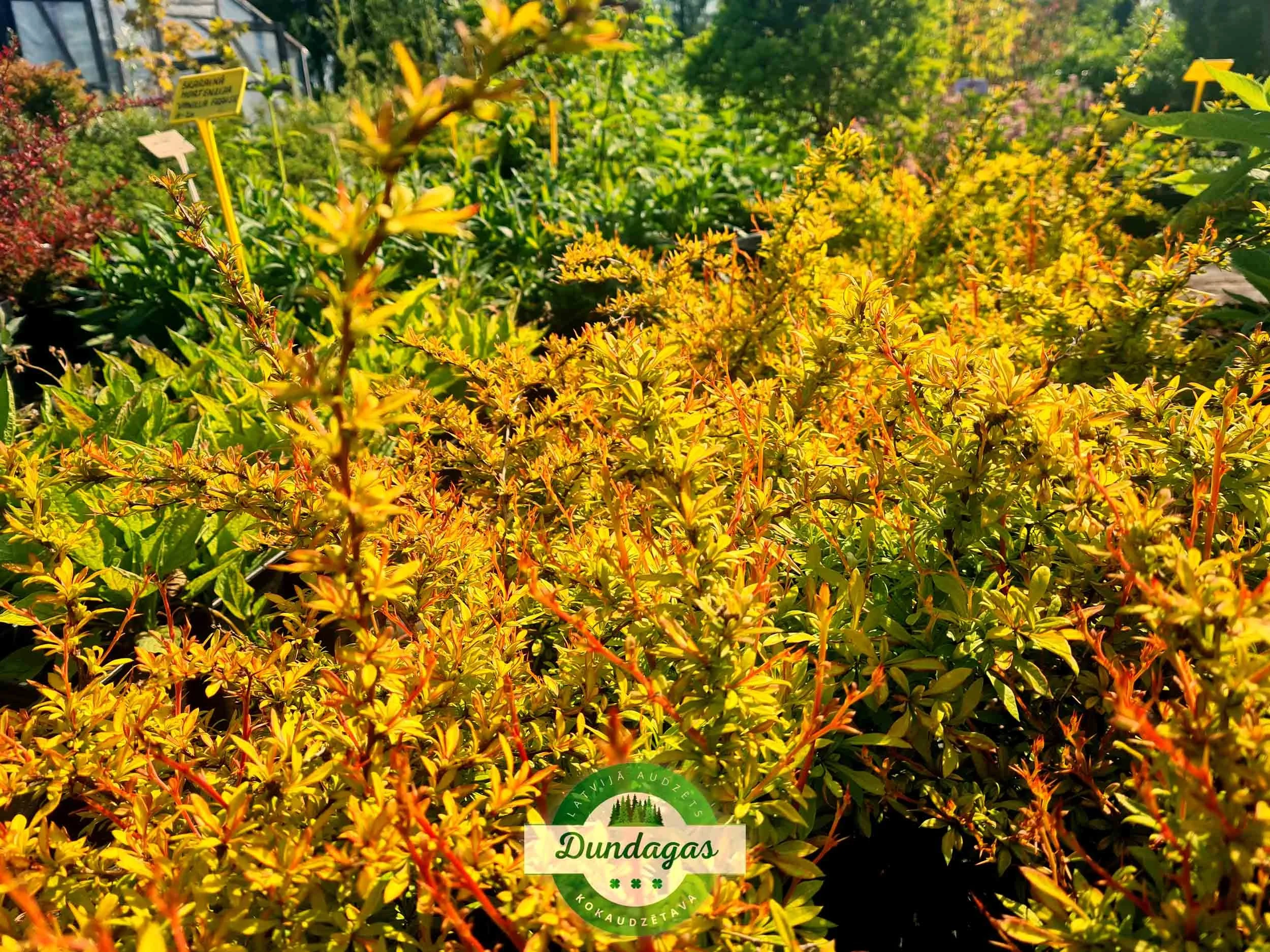 Berberis_thunbergii_Golden_Dream.jpg